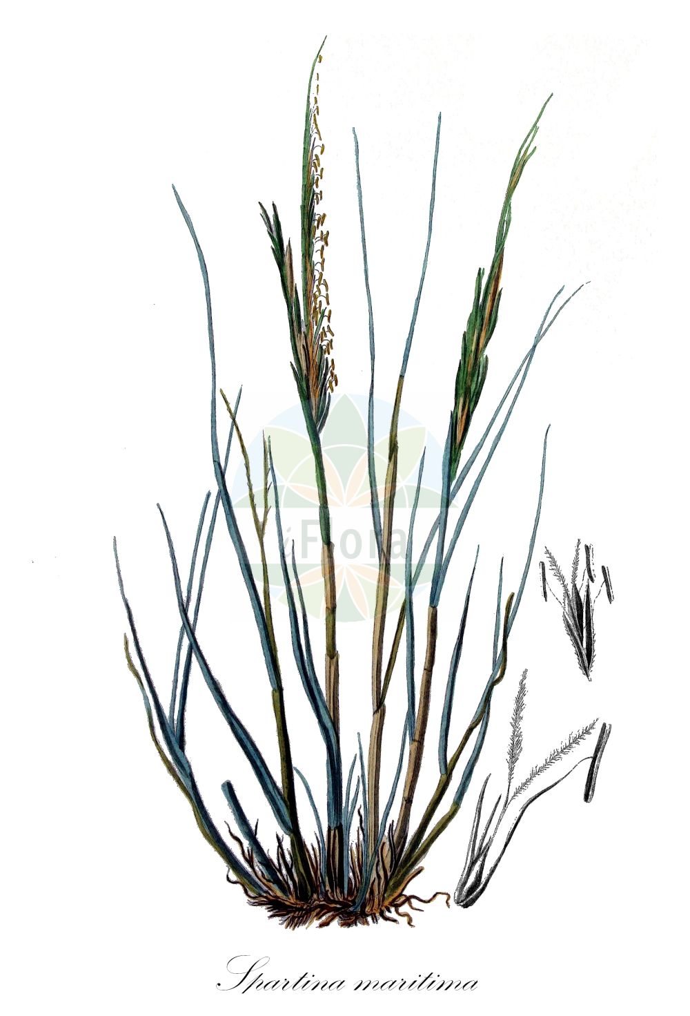 Historische Abbildung von Spartina maritima (Small Cord-grass). Das Bild zeigt Blatt, Bluete, Frucht und Same. ---- Historical Drawing of Spartina maritima (Small Cord-grass). The image is showing leaf, flower, fruit and seed.(Spartina maritima,Small Cord-grass,Dactylis maritima,Spartina maritima,Spartina stricta,Spartina,Schlickgras,Cordgrass,Poaceae,Süßgräser,Grass family,Blatt,Bluete,Frucht,Same,leaf,flower,fruit,seed,Kops (1800-1934))