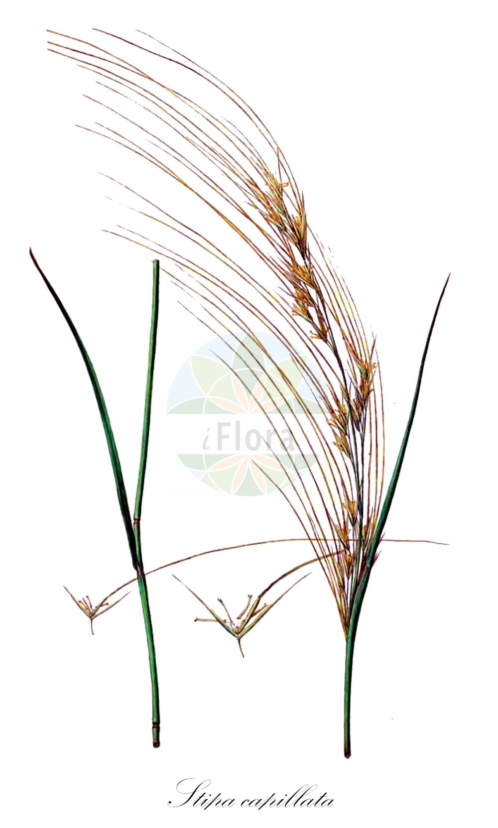 Historische Abbildung von Stipa capillata (Haar-Pfriemengras - Esparto Grass). Das Bild zeigt Blatt, Bluete, Frucht und Same. ---- Historical Drawing of Stipa capillata (Haar-Pfriemengras - Esparto Grass). The image is showing leaf, flower, fruit and seed.(Stipa capillata,Haar-Pfriemengras,Esparto Grass,Stipa capillata,Haar-Pfriemengras,Pfriemengras,Esparto Grass,Hairlike Feather Grass,Stipa,Federgras,Needlegrass,Poaceae,Süßgräser,Grass family,Blatt,Bluete,Frucht,Same,leaf,flower,fruit,seed,Sibthorp & Smith (1806-1840))
