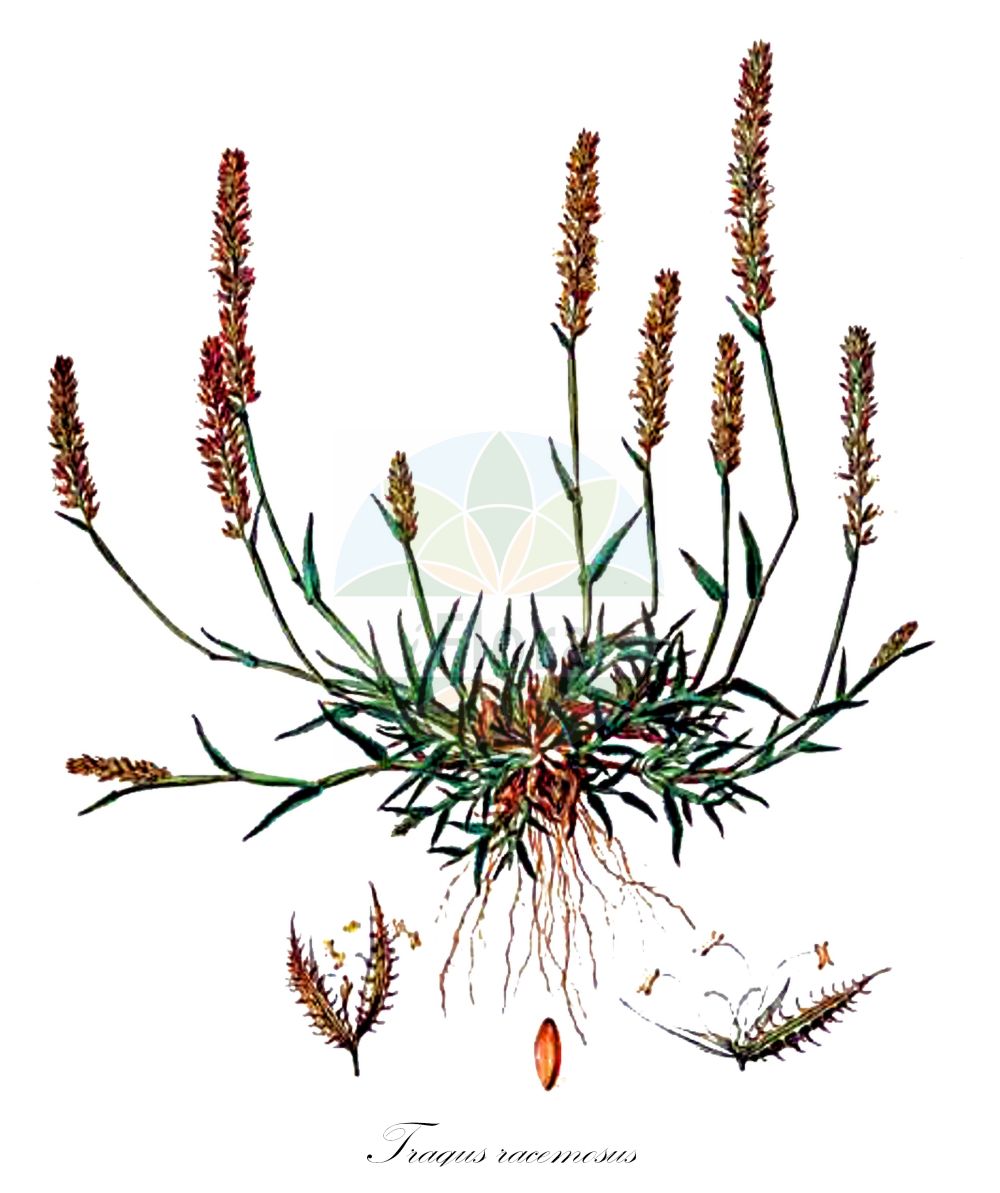 Historische Abbildung von Tragus racemosus (Traubiges Klettengras - European Bur-grass). Das Bild zeigt Blatt, Bluete, Frucht und Same. ---- Historical Drawing of Tragus racemosus (Traubiges Klettengras - European Bur-grass). The image is showing leaf, flower, fruit and seed.(Tragus racemosus,Traubiges Klettengras,European Bur-grass,Cenchrus racemosus,Lappago racemosus,Nazia racemosa,Tragus racemosus,Traubiges Klettengras,Gewoehnliches Klettengras,European Bur-grass,Large Carrot-seed Grass,Stalked Bristlegrass,Stalked Burgrass,Tragus,Klettengras,Bur Grass,Poaceae,Süßgräser,Grass family,Blatt,Bluete,Frucht,Same,leaf,flower,fruit,seed,Sibthorp & Smith (1806-1840))