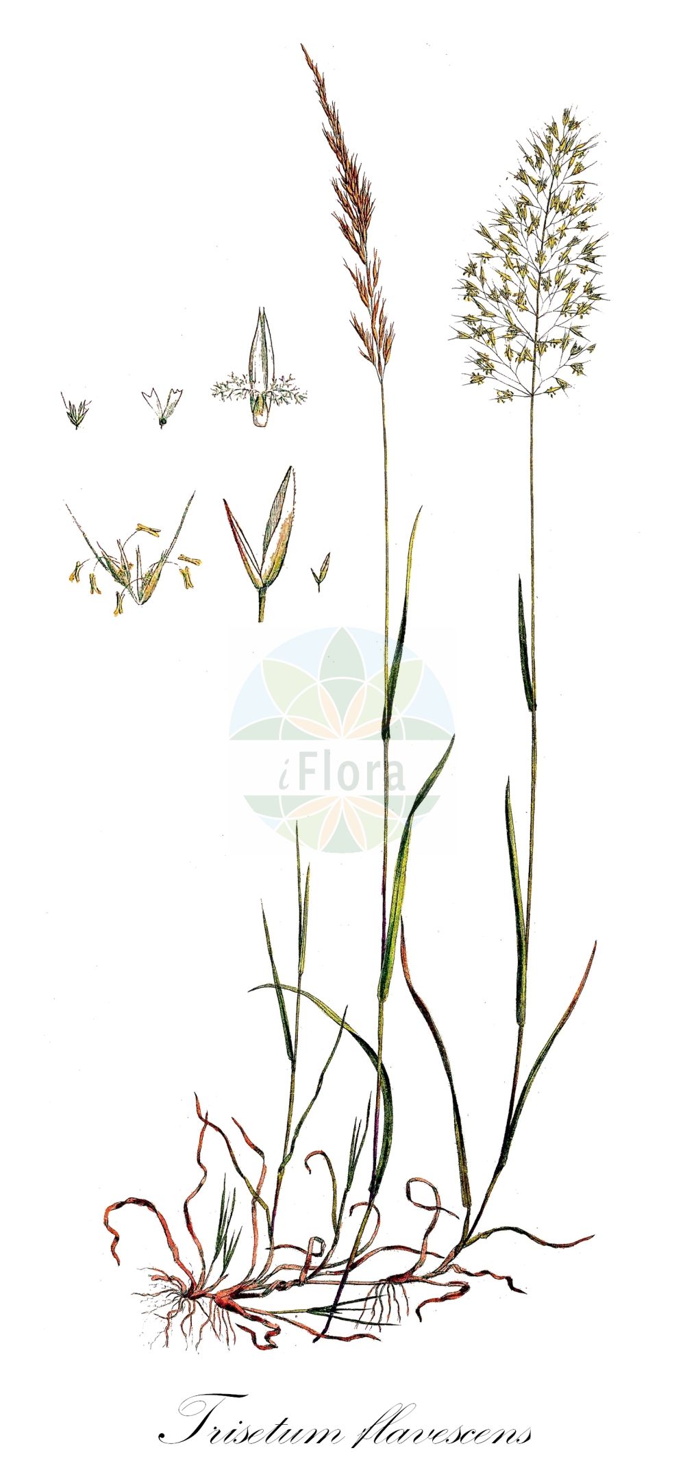 Historische Abbildung von Trisetum flavescens (Wiesen-Goldhafer - Yellow Oat-grass). Das Bild zeigt Blatt, Bluete, Frucht und Same. ---- Historical Drawing of Trisetum flavescens (Wiesen-Goldhafer - Yellow Oat-grass). The image is showing leaf, flower, fruit and seed.(Trisetum flavescens,Wiesen-Goldhafer,Yellow Oat-grass,Avena flavescens,Trisetaria flavescens,Trisetum flavescens,Trisetum griseovirens,Trisetum macrantherum,Wiesen-Goldhafer,Gewoehnlicher Wiesen-Goldhafer,Gold-Grannenhafer,Yellow Oat-grass,Golden Oat,Yellow Trisetum,Trisetum,Goldhafer,Oatgrass,Poaceae,Süßgräser,Grass family,Blatt,Bluete,Frucht,Same,leaf,flower,fruit,seed,Curtis (1777-1798))