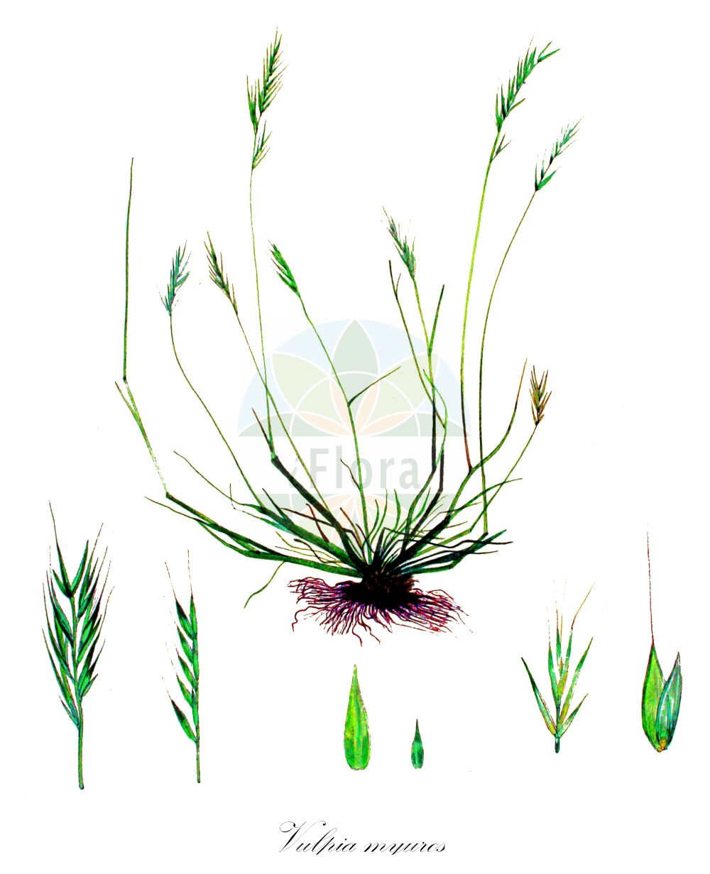 Historische Abbildung von Vulpia myuros (Mäuseschwanz-Federschwingel - Rat's-tail Fescue). Das Bild zeigt Blatt, Bluete, Frucht und Same. ---- Historical Drawing of Vulpia myuros (Mäuseschwanz-Federschwingel - Rat's-tail Fescue). The image is showing leaf, flower, fruit and seed.(Vulpia myuros,Mäuseschwanz-Federschwingel,Rat's-tail Fescue,Festuca myuros,Festuca pseudomyuros,Vulpia megalura,Vulpia myuros,Vulpia pseudomyuros,Maeuseschwanz-Federschwingel,Gewoehnlicher Federschwingel,Rat's-tail Fescue,Rat-tail Fescue,Vulpia,Federschwingel,Fescue,Poaceae,Süßgräser,Grass family,Blatt,Bluete,Frucht,Same,leaf,flower,fruit,seed,Kops (1800-1934))