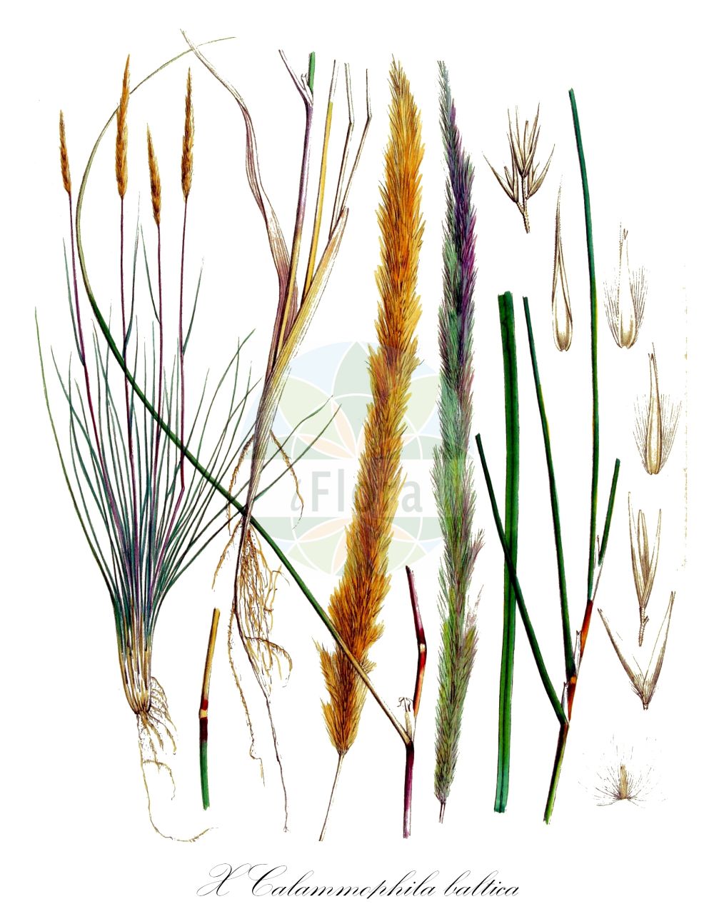 Historische Abbildung von X Calammophila baltica (Baltischer Strandhafer - Hybrid Marram). Das Bild zeigt Blatt, Bluete, Frucht und Same. ---- Historical Drawing of X Calammophila baltica (Baltischer Strandhafer - Hybrid Marram). The image is showing leaf, flower, fruit and seed.(X Calammophila baltica,Baltischer Strandhafer,Hybrid Marram,Ammophila baltica,Arundo baltica,X Calammophila baltica,Baltischer Strandhafer,Bastardstrandhafer,Hybrid Marram,X Calammophila,Bastardstrandhafer,Calammophila,Poaceae,Süßgräser,Grass family,Blatt,Bluete,Frucht,Same,leaf,flower,fruit,seed,Kops (1800-1934))