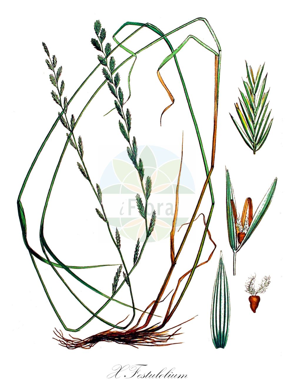 Historische Abbildung von X Festulolium (Schwingel-Lolch - Festulolium). Das Bild zeigt Blatt, Bluete, Frucht und Same. ---- Historical Drawing of X Festulolium (Schwingel-Lolch - Festulolium). The image is showing leaf, flower, fruit and seed.(X Festulolium,Schwingel-Lolch,Festulolium,X Festulolium,Schwingel-Lolch,Festulolium,X Festulolium,Schwingel-Lolch,Festulolium,Poaceae,Süßgräser,Grass family,Blatt,Bluete,Frucht,Same,leaf,flower,fruit,seed,Kops (1800-1934))