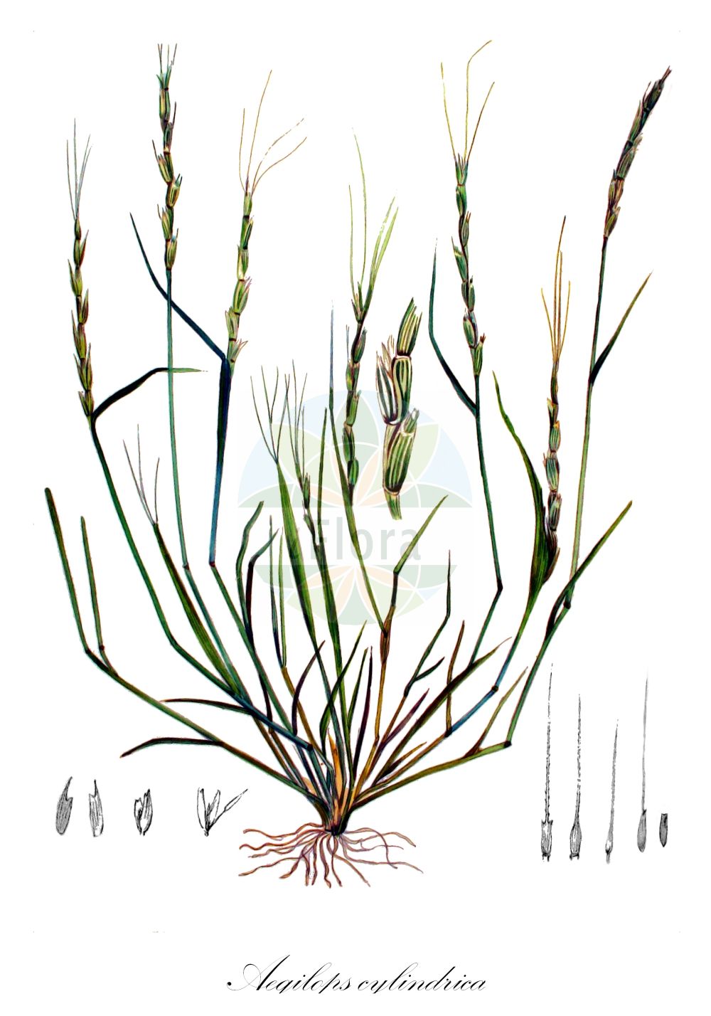 Historische Abbildung von Aegilops cylindrica. Das Bild zeigt Blatt, Bluete, Frucht und Same. ---- Historical Drawing of Aegilops cylindrica. The image is showing leaf, flower, fruit and seed.(Aegilops cylindrica,Aegilops cylindrica,Cylindropyrum cylindricum,Triticum cylindricum,Aegilops,Poaceae,Süßgräser,Grass family,Blatt,Bluete,Frucht,Same,leaf,flower,fruit,seed,Kops (1800-1934))