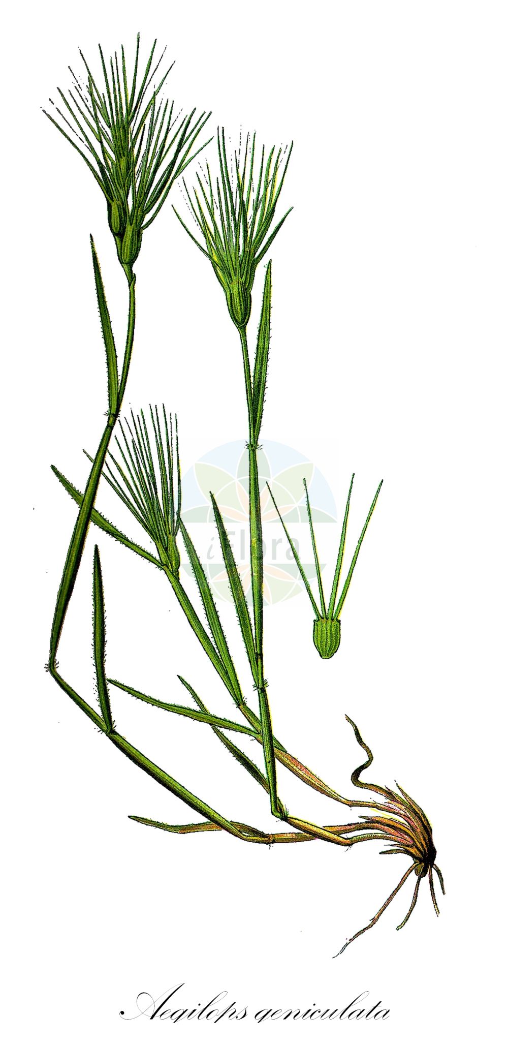 Historische Abbildung von Aegilops geniculata. Das Bild zeigt Blatt, Bluete, Frucht und Same. ---- Historical Drawing of Aegilops geniculata. The image is showing leaf, flower, fruit and seed.(Aegilops geniculata,Aegilops geniculata,Triticum vagans,Aegilops,Poaceae,Süßgräser,Grass family,Blatt,Bluete,Frucht,Same,leaf,flower,fruit,seed,Thomé (1885))