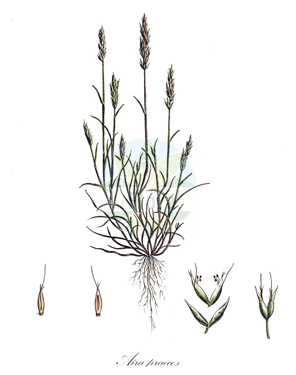 Historische Abbildung von Aira praecox (Frühe Haferschmiele - Early Hair-grass). Das Bild zeigt Blatt, Bluete, Frucht und Same. ---- Historical Drawing of Aira praecox (Frühe Haferschmiele - Early Hair-grass). The image is showing leaf, flower, fruit and seed.(Aira praecox,Frühe Haferschmiele,Early Hair-grass,Aira praecox,Avena praecox,Fruehe Haferschmiele,Frueher Nelkenhafer,Early Hair-grass,Yellow Hairgrass,Small Hairgrass,Aira,Haferschmiele,Hair-grass,Poaceae,Süßgräser,Grass family,Blatt,Bluete,Frucht,Same,leaf,flower,fruit,seed,Curtis (1777-1798))