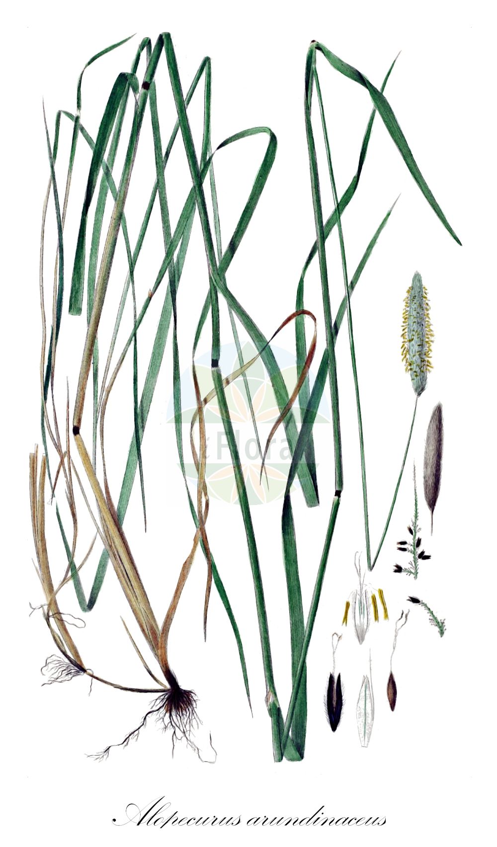 Historische Abbildung von Alopecurus arundinaceus (Rohr-Fuchsschwanzgras - Creeping Foxtail). Das Bild zeigt Blatt, Bluete, Frucht und Same. ---- Historical Drawing of Alopecurus arundinaceus (Rohr-Fuchsschwanzgras - Creeping Foxtail). The image is showing leaf, flower, fruit and seed.(Alopecurus arundinaceus,Rohr-Fuchsschwanzgras,Creeping Foxtail,Alopecurus arundinaceus,Alopecurus castellanus,Alopecurus lasiostachys,Alopecurus liouvilleanus,Alopecurus muticus,Alopecurus nigricans,Alopecurus salvatoris,Alopecurus ventricosus,Rohr-Fuchsschwanzgras,Rohr-Fuchsschwanz,Creeping Foxtail,Creeping Meadow Foxtail,Reed Foxtail,Alopecurus,Fuchsschwanzgras,Foxtail,Poaceae,Süßgräser,Grass family,Blatt,Bluete,Frucht,Same,leaf,flower,fruit,seed,Oeder (1761-1883))