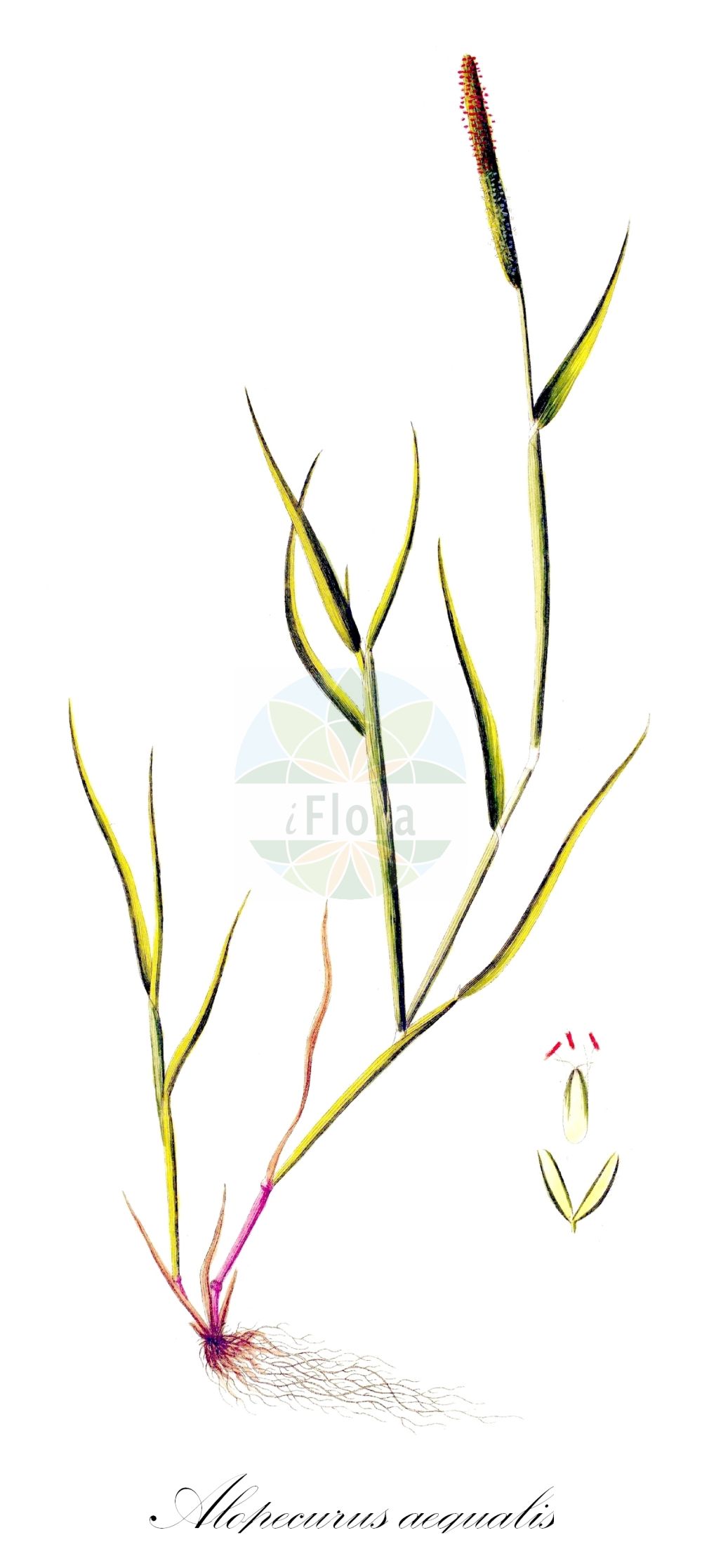 Historische Abbildung von Alopecurus aequalis (Rotgelbes Fuchsschwanzgras - Orange Foxtail). Das Bild zeigt Blatt, Bluete, Frucht und Same. ---- Historical Drawing of Alopecurus aequalis (Rotgelbes Fuchsschwanzgras - Orange Foxtail). The image is showing leaf, flower, fruit and seed.(Alopecurus aequalis,Rotgelbes Fuchsschwanzgras,Orange Foxtail,Alopecurus aequalis,Alopecurus aristulatus,Alopecurus fulvus,Alopecurus geniculatus subsp. fulvus,Rotgelbes Fuchsschwanzgras,Gilb-Fuchsschwanzgras,Ziegelroter Fuchsschwanz,Orange Foxtail,Dent Foxtail,Short-awn Foxtail,Alopecurus,Fuchsschwanzgras,Foxtail,Poaceae,Süßgräser,Grass family,Blatt,Bluete,Frucht,Same,leaf,flower,fruit,seed,Sturm (1796f))