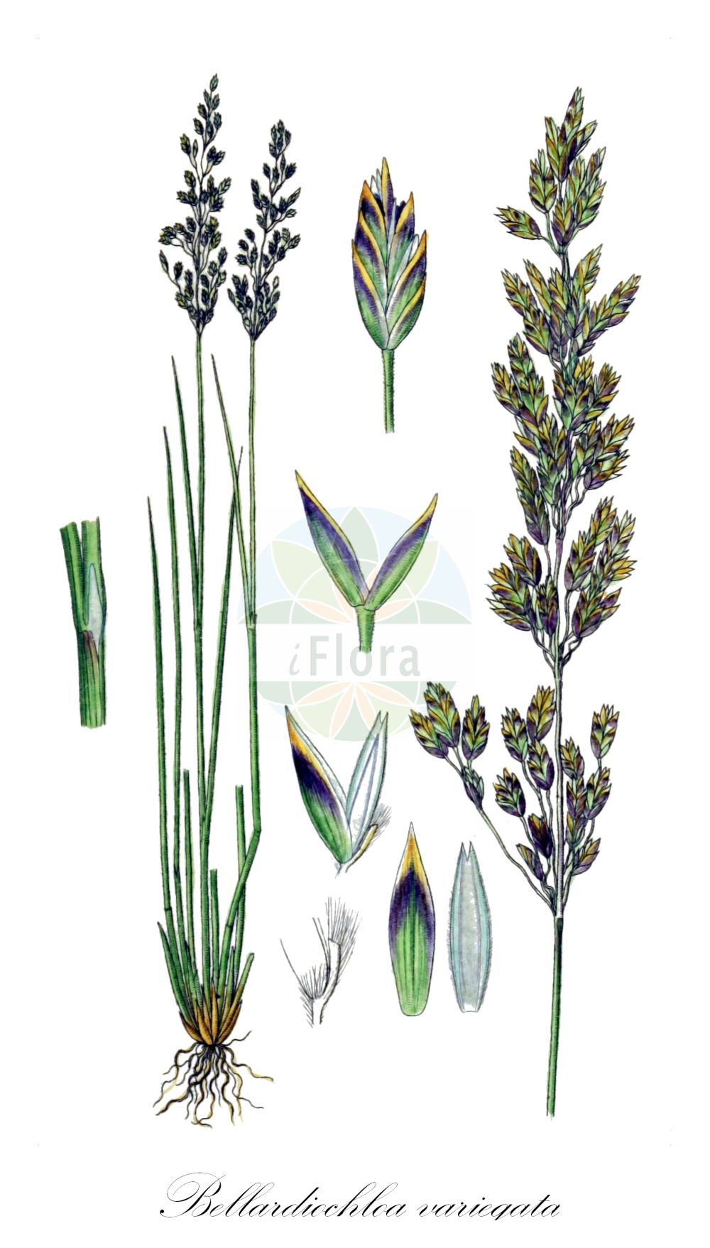 Historische Abbildung von Bellardiochloa variegata. Das Bild zeigt Blatt, Bluete, Frucht und Same. ---- Historical Drawing of Bellardiochloa variegata. The image is showing leaf, flower, fruit and seed.(Bellardiochloa variegata,Bellardiochloa variegata,Bellardiochloa violacea,Festuca heteroglossa,Festuca pilosa,Festuca poaeformis,Festuca rhaetica,Poa aetnensis,Poa variegata,Poa violacea,Bellardiochloa,Poaceae,Süßgräser,Grass family,Blatt,Bluete,Frucht,Same,leaf,flower,fruit,seed,Sturm (1796f))