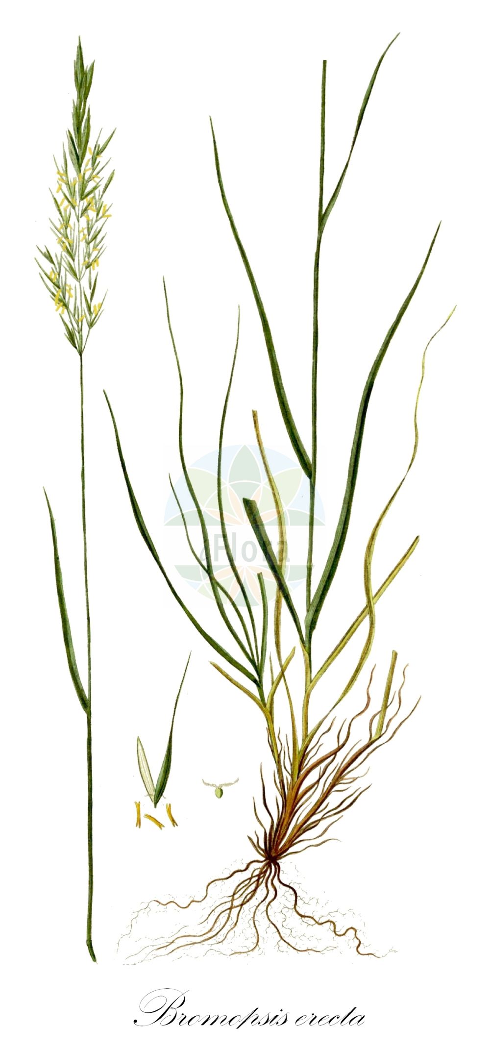 Historische Abbildung von Bromopsis erecta (Aufrechte Trespe - Upright Brome). Das Bild zeigt Blatt, Bluete, Frucht und Same. ---- Historical Drawing of Bromopsis erecta (Aufrechte Trespe - Upright Brome). The image is showing leaf, flower, fruit and seed.(Bromopsis erecta,Aufrechte Trespe,Upright Brome,Bromopsis caprina,Bromopsis erecta,Bromus borbasii,Bromus caprinus,Bromus erectus,Bromus glabriflorus,Bromus pubiflorus,Zerna erecta,Aufrechte Trespe,Upright Brome,Erect Brome,Meadow Brome,Meadow Bromegrass,Upright Bromegrass,Bromopsis,Poaceae,Süßgräser,Grass family,Blatt,Bluete,Frucht,Same,leaf,flower,fruit,seed,Oeder (1761-1883))