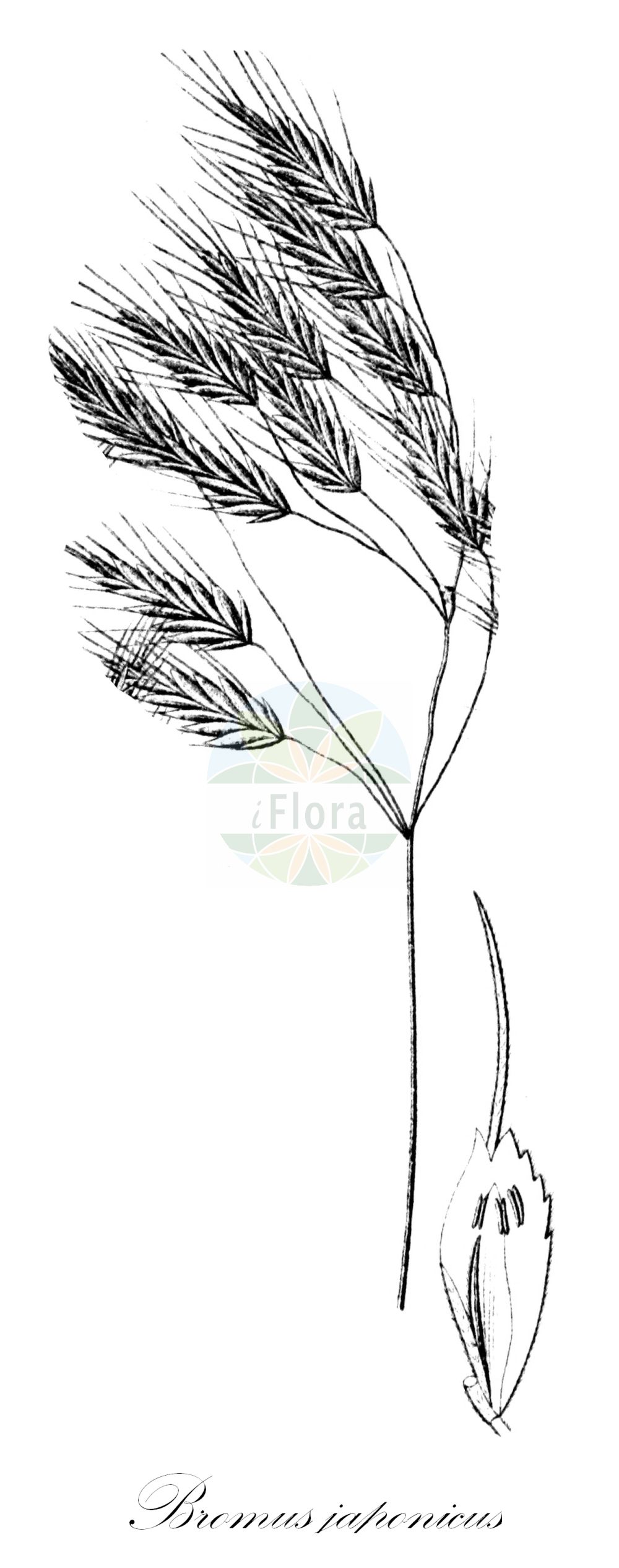 Historische Abbildung von Bromus japonicus (Japanische Trespe - Thunberg's Brome). Das Bild zeigt Blatt, Bluete, Frucht und Same. ---- Historical Drawing of Bromus japonicus (Japanische Trespe - Thunberg's Brome). The image is showing leaf, flower, fruit and seed.(Bromus japonicus,Japanische Trespe,Thunberg's Brome,Bromus japonicus,Bromus kerlobagensis,Bromus patulus,Serrafalcus patulus,Japanische Trespe,Haenge-Trespe,Überhaengende Trespe,Thunberg's Brome,Japanese Brome,Japanese Brome Grass,Japanese Chess,Bromus,Trespe,Brome,Poaceae,Süßgräser,Grass family,Blatt,Bluete,Frucht,Same,leaf,flower,fruit,seed,Sturm (1796f))