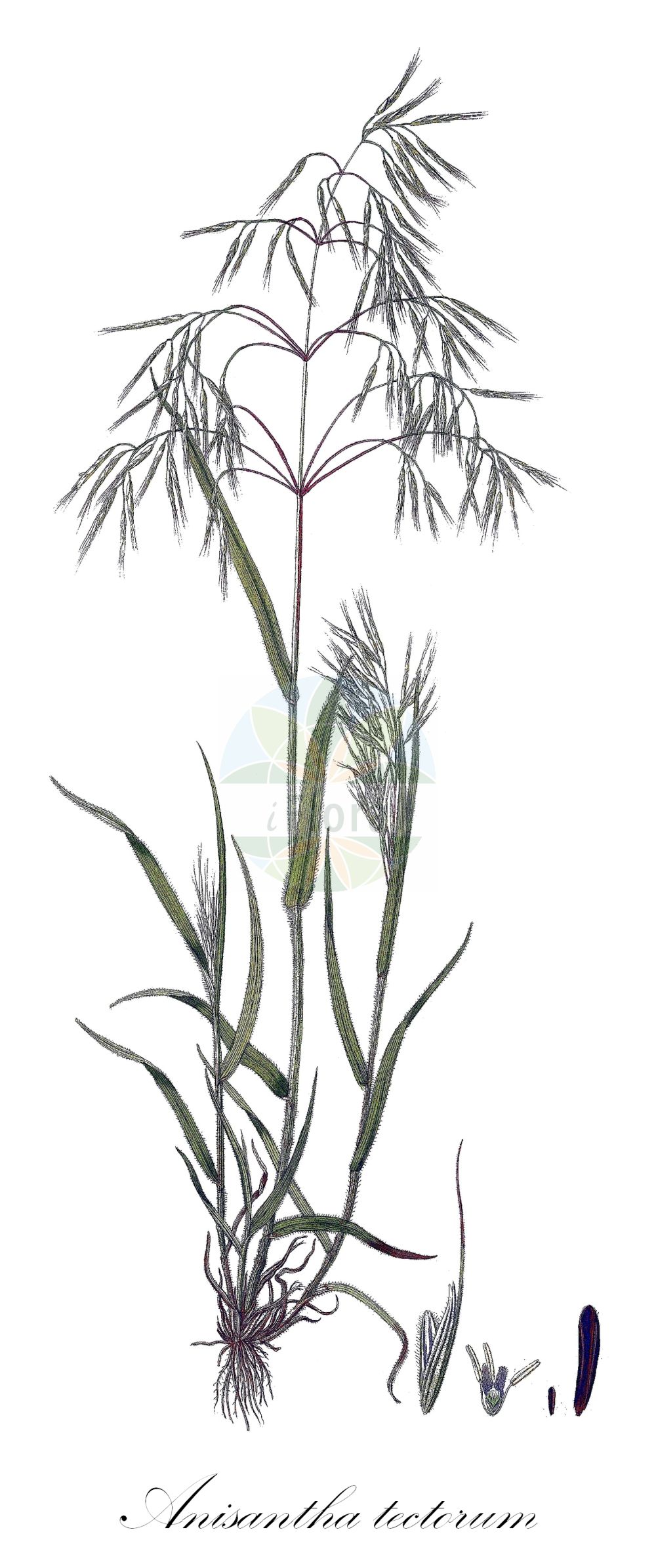 Historische Abbildung von Anisantha tectorum (Dach-Trespe - Drooping Brome). Das Bild zeigt Blatt, Bluete, Frucht und Same. ---- Historical Drawing of Anisantha tectorum (Dach-Trespe - Drooping Brome). The image is showing leaf, flower, fruit and seed.(Anisantha tectorum,Dach-Trespe,Drooping Brome,Anisantha tectorum,Bromus tectorum,Zerna tectorum,Dach-Trespe,Drooping Brome,Cheatgrass,Downy Brome,Downy Chess,Anisantha,Poaceae,Süßgräser,Grass family,Blatt,Bluete,Frucht,Same,leaf,flower,fruit,seed,Host (1801-1809))