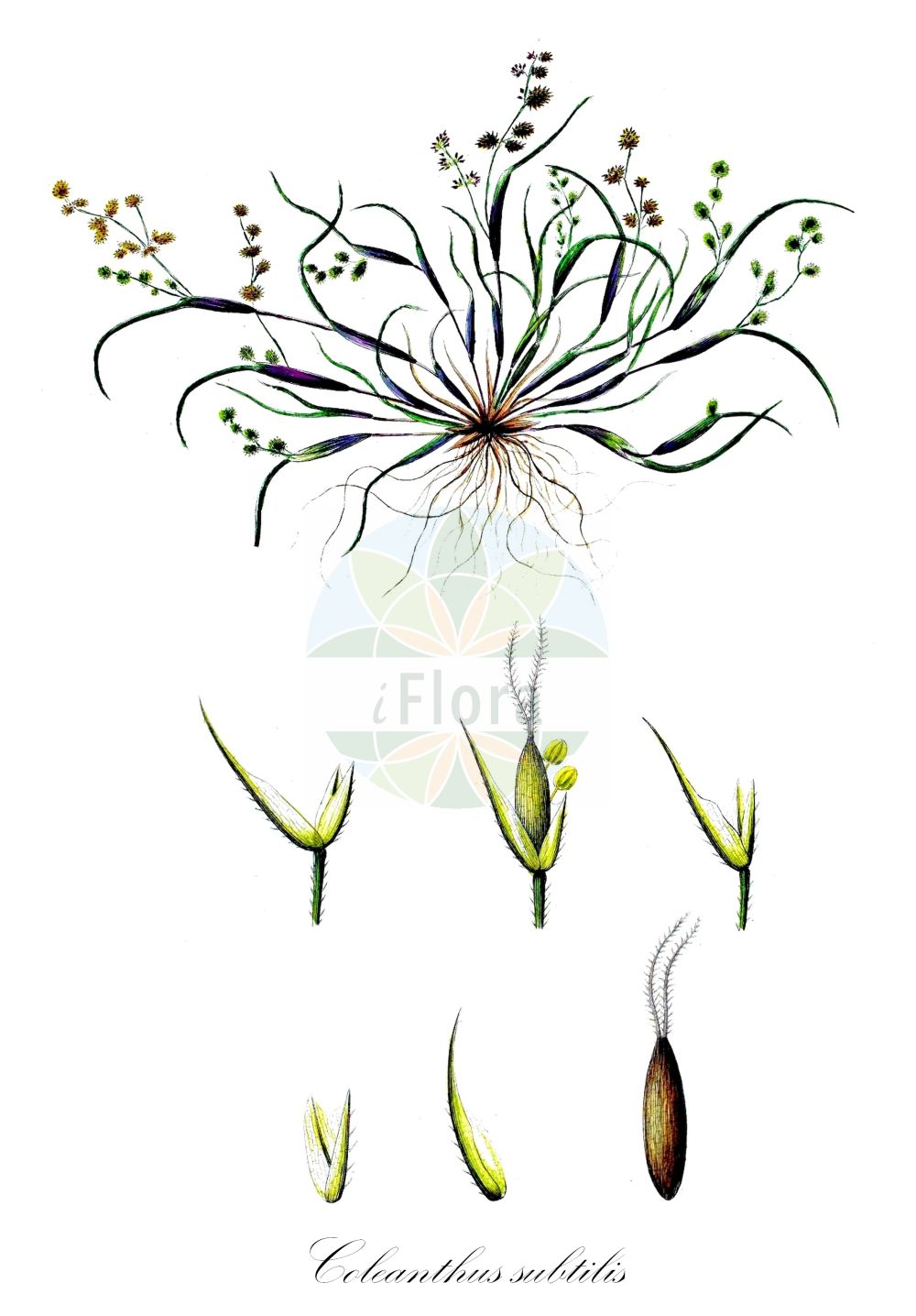 Historische Abbildung von Coleanthus subtilis (Scheidengras - Mossgrass). Das Bild zeigt Blatt, Bluete, Frucht und Same. ---- Historical Drawing of Coleanthus subtilis (Scheidengras - Mossgrass). The image is showing leaf, flower, fruit and seed.(Coleanthus subtilis,Scheidengras,Mossgrass,Coleanthus subtilis,Schmidtia subtilis,Scheidengras,Scheidenbluetgras,Mossgrass,Mudgrass,Sheath Grass,Coleanthus,Scheidengras,Mossgrass,Poaceae,Süßgräser,Grass family,Blatt,Bluete,Frucht,Same,leaf,flower,fruit,seed,Oeder (1761-1883))