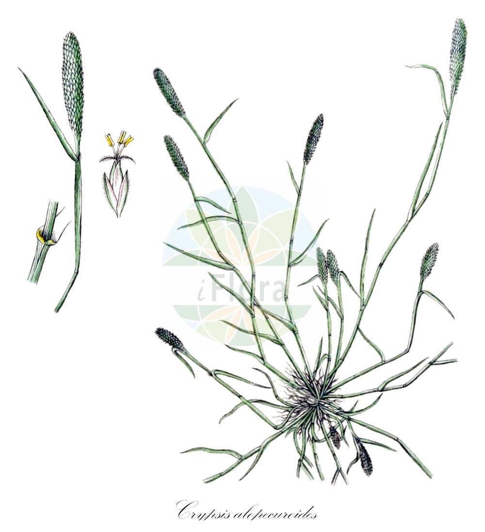 Historische Abbildung von Crypsis alopecuroides. Das Bild zeigt Blatt, Bluete, Frucht und Same. ---- Historical Drawing of Crypsis alopecuroides. The image is showing leaf, flower, fruit and seed.(Crypsis alopecuroides,Cripsis nigricans,Crypsis alopecuroides,Heleochloa alopecuroides,Heleochloa explicata,Phalaris explicata,Phleum alopecuroides,Crypsis,Poaceae,Süßgräser,Grass family,Blatt,Bluete,Frucht,Same,leaf,flower,fruit,seed,Sturm (1796f))