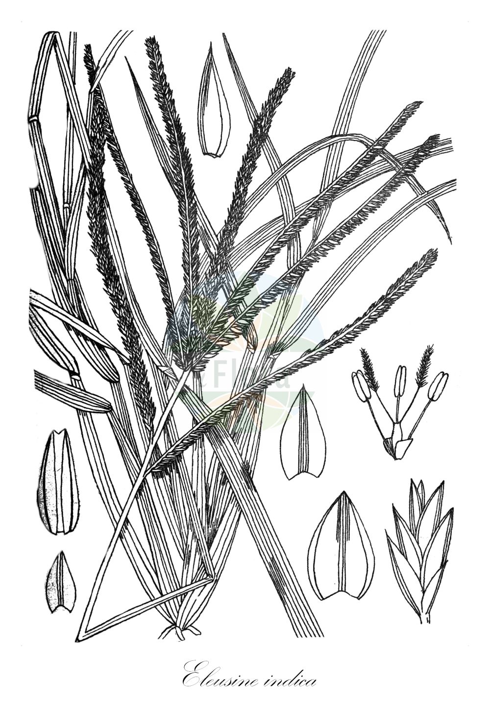 Historische Abbildung von Eleusine indica (Yard-grass). Das Bild zeigt Blatt, Bluete, Frucht und Same. ---- Historical Drawing of Eleusine indica (Yard-grass). The image is showing leaf, flower, fruit and seed.(Eleusine indica,Yard-grass,Cynosurus indicus,Eleusine indica,Eleusine,Poaceae,Süßgräser,Grass family,Blatt,Bluete,Frucht,Same,leaf,flower,fruit,seed,Wood & Evans (1898-1912))