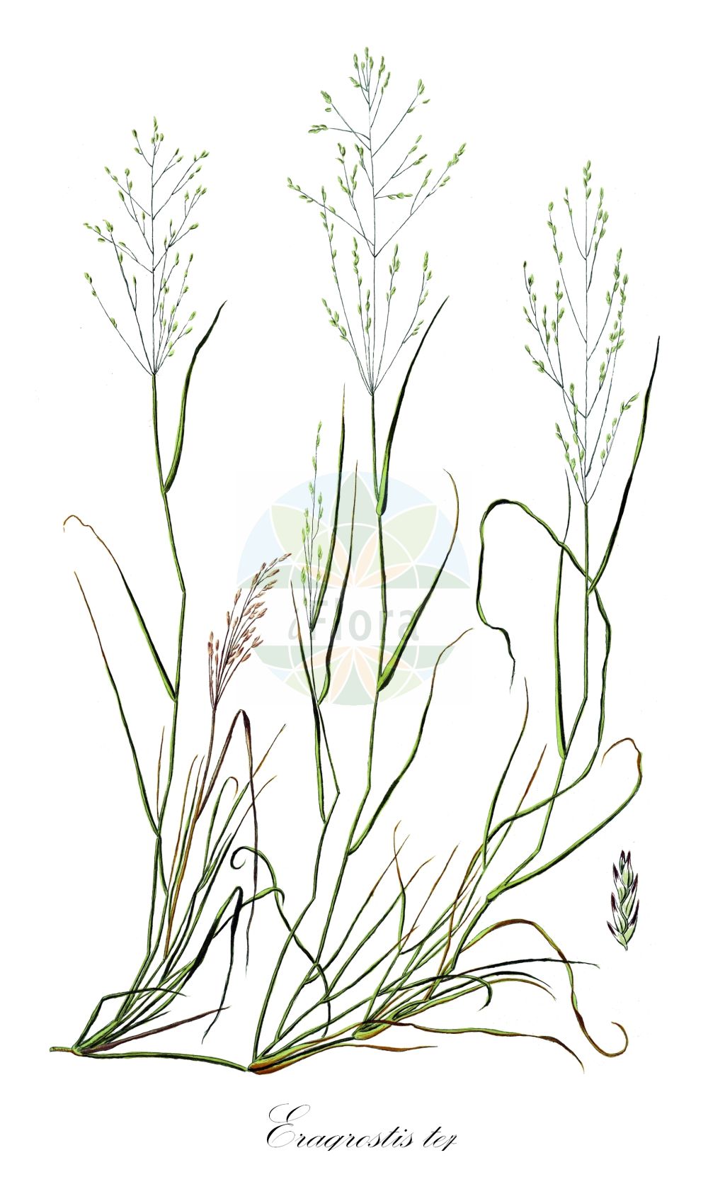 Historische Abbildung von Eragrostis tef (Teff). Das Bild zeigt Blatt, Bluete, Frucht und Same. ---- Historical Drawing of Eragrostis tef (Teff). The image is showing leaf, flower, fruit and seed.(Eragrostis tef,Teff,Eragrostis tef,Poa tef,Eragrostis,Liebesgras,Lovergrass,Poaceae,Süßgräser,Grass family,Blatt,Bluete,Frucht,Same,leaf,flower,fruit,seed)