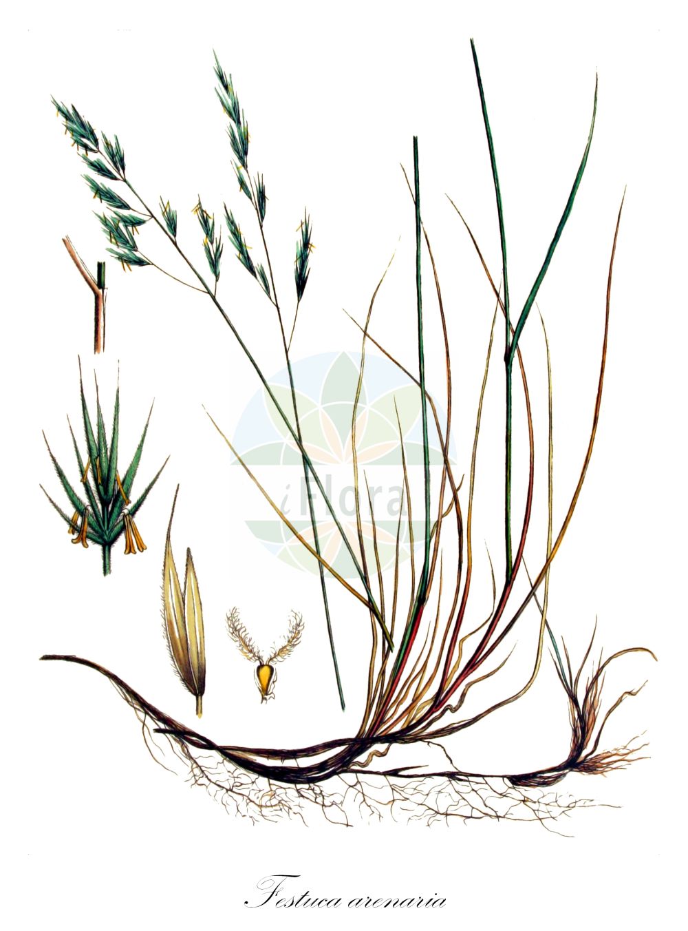 Historische Abbildung von Festuca arenaria (Sand-Rot-Schwingel - Rush-leaved Fescue). Das Bild zeigt Blatt, Bluete, Frucht und Same. ---- Historical Drawing of Festuca arenaria (Sand-Rot-Schwingel - Rush-leaved Fescue). The image is showing leaf, flower, fruit and seed.(Festuca arenaria,Sand-Rot-Schwingel,Rush-leaved Fescue,Festuca arenaria,Festuca baltica,Festuca villosa,Sand-Rot-Schwingel,Rush-leaved Fescue,Red Fescue,Festuca,Schwingel,Fescue,Poaceae,Süßgräser,Grass family,Blatt,Bluete,Frucht,Same,leaf,flower,fruit,seed,Kops (1800-1934))