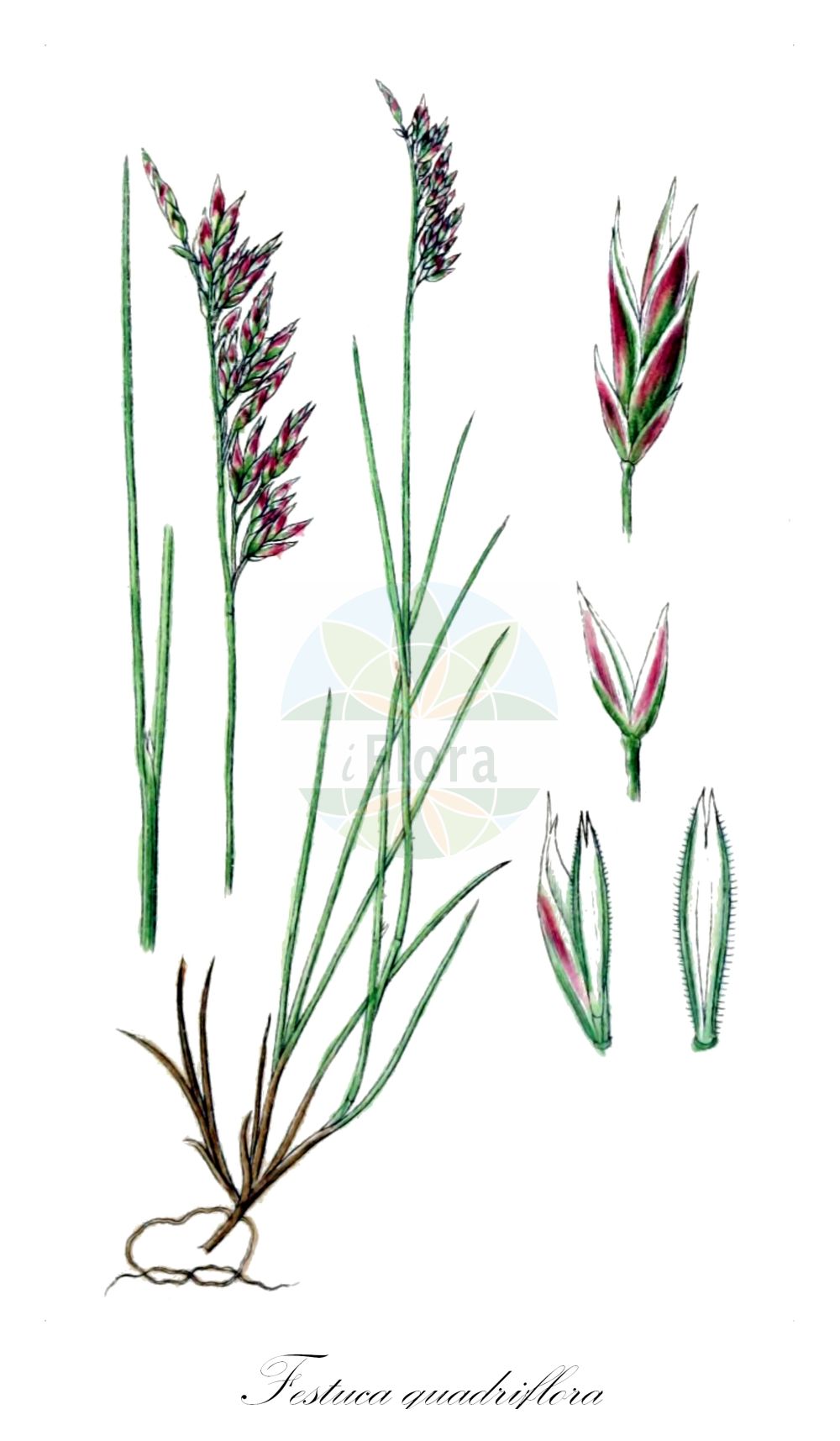 Historische Abbildung von Festuca quadriflora (Niedriger Schwingel - Low Fescue). Das Bild zeigt Blatt, Bluete, Frucht und Same. ---- Historical Drawing of Festuca quadriflora (Niedriger Schwingel - Low Fescue). The image is showing leaf, flower, fruit and seed.(Festuca quadriflora,Niedriger Schwingel,Low Fescue,Festuca hackeliana,Festuca pumila,Festuca quadriflora,Festuca rigidior,Festuca varia var. villarsii,Niedriger Schwingel,Niedriger Bunt-Schwingel,Low Fescue,Festuca,Schwingel,Fescue,Poaceae,Süßgräser,Grass family,Blatt,Bluete,Frucht,Same,leaf,flower,fruit,seed,Sturm (1796f))