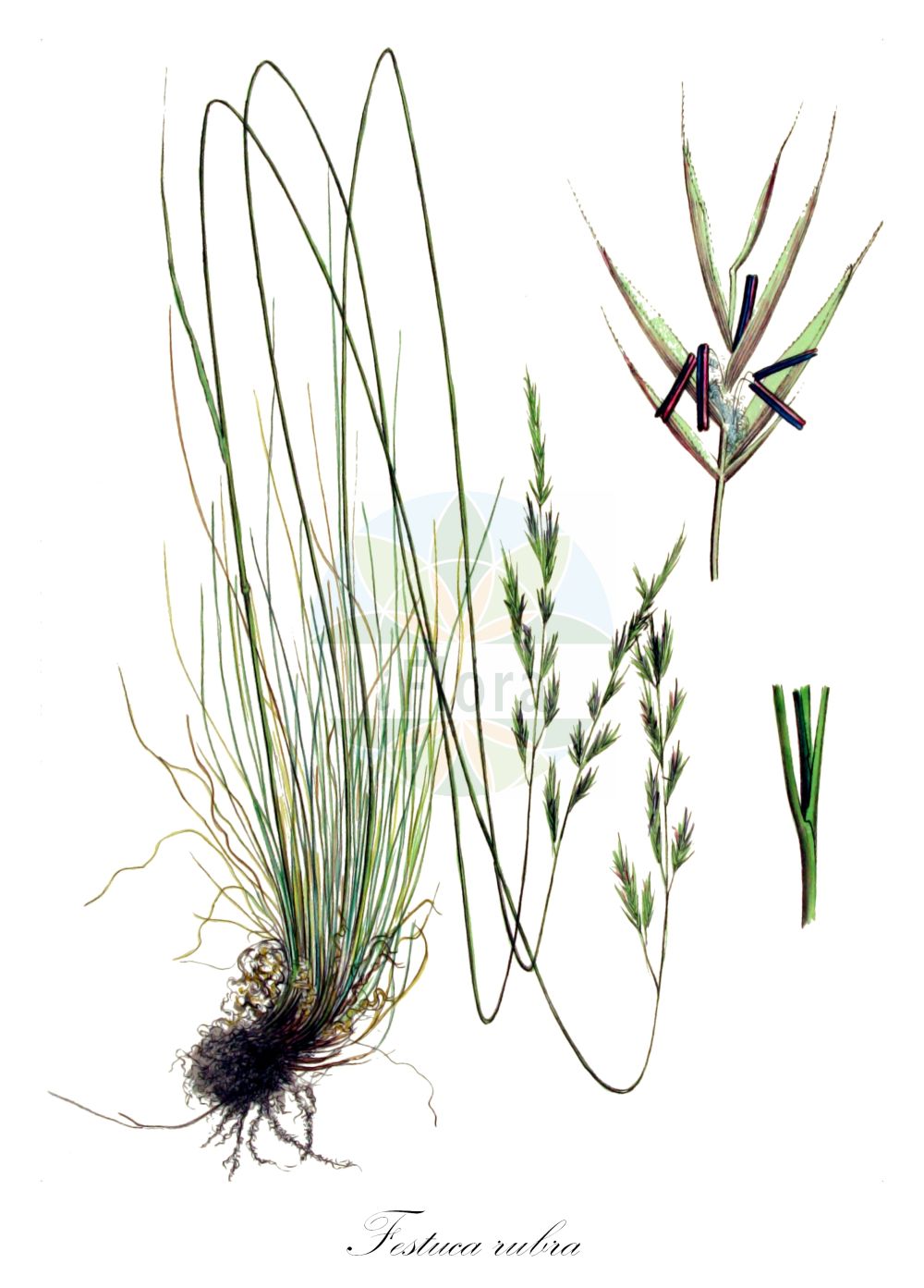 Historische Abbildung von Festuca rubra (Rot-Schwingel - Red Fescue). Das Bild zeigt Blatt, Bluete, Frucht und Same. ---- Historical Drawing of Festuca rubra (Rot-Schwingel - Red Fescue). The image is showing leaf, flower, fruit and seed.(Festuca rubra,Rot-Schwingel,Red Fescue,Festuca rubra,Rot-Schwingel,Red Fescue,Creeping Fescue,Festuca,Schwingel,Fescue,Poaceae,Süßgräser,Grass family,Blatt,Bluete,Frucht,Same,leaf,flower,fruit,seed,Kops (1800-1934))