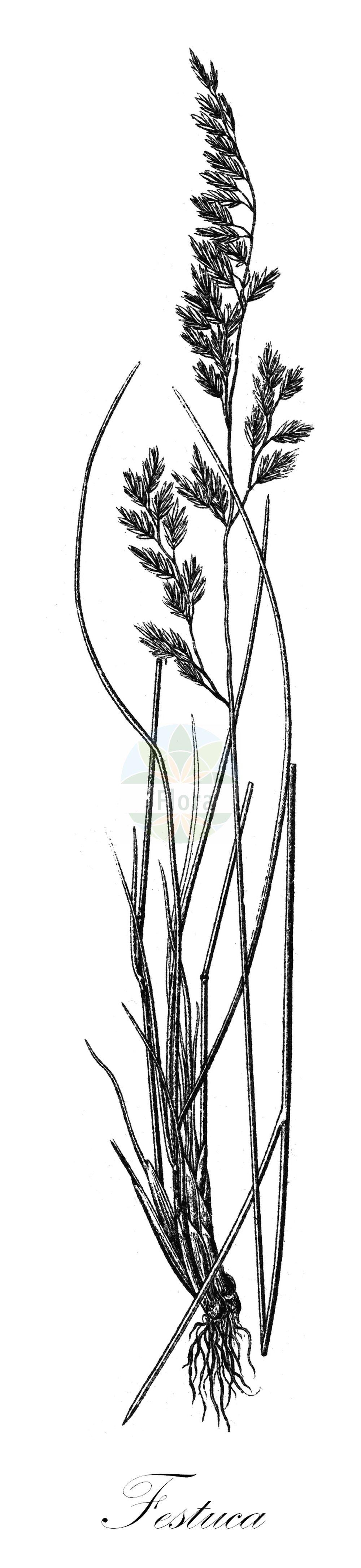 Historische Abbildung von Festuca amethystina (Amethyst-Schwingel - Tufted Fescue). Das Bild zeigt Blatt, Bluete, Frucht und Same. ---- Historical Drawing of Festuca amethystina (Amethyst-Schwingel - Tufted Fescue). The image is showing leaf, flower, fruit and seed.(Festuca amethystina,Amethyst-Schwingel,Tufted Fescue,Festuca amethystina,Festuca austriaca,Amethyst-Schwingel,Gewoehnlicher Amethyst-Schwingel,Ritschlis Amethyst-Schwingel,Tufted Fescue,Amethyst Fescue,Festuca,Schwingel,Fescue,Poaceae,Süßgräser,Grass family,Blatt,Bluete,Frucht,Same,leaf,flower,fruit,seed,Sturm (1796f))