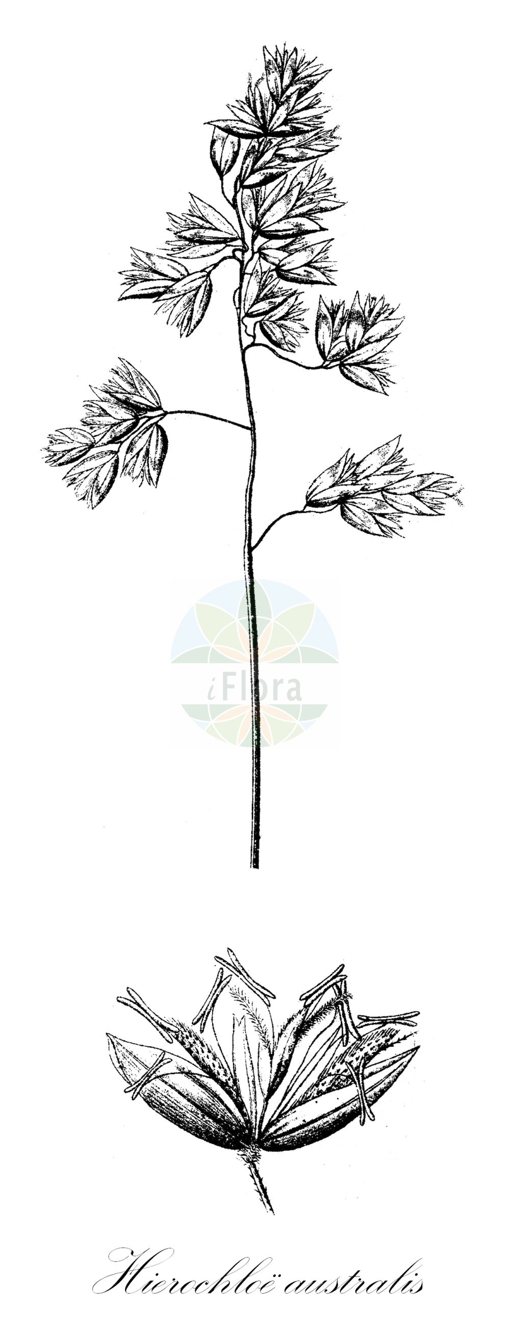 Historische Abbildung von Hierochloe australis. Das Bild zeigt Blatt, Bluete, Frucht und Same. ---- Historical Drawing of Hierochloe australis. The image is showing leaf, flower, fruit and seed.(Hierochloe australis,Hierochloe australis,Holcus australis,Suedliches Mariengras,Southern Holy Grass,Hierochloe,Poaceae,Süßgräser,Grass family,Blatt,Bluete,Frucht,Same,leaf,flower,fruit,seed,Sturm (1796f))
