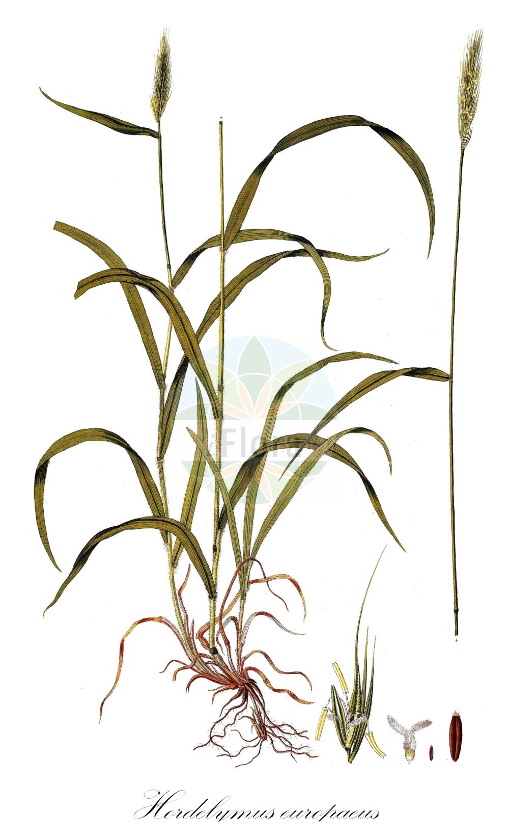 Historische Abbildung von Hordelymus europaeus (Wald-Haargerste - Wood Barley). Das Bild zeigt Blatt, Bluete, Frucht und Same. ---- Historical Drawing of Hordelymus europaeus (Wald-Haargerste - Wood Barley). The image is showing leaf, flower, fruit and seed.(Hordelymus europaeus,Wald-Haargerste,Wood Barley,Cuviera europaea,Elymus europaeus,Hordelymus europaeus,Hordeum europaeum,Hordeum sylvaticum,Wald-Haargerste,Wood Barley,Lyme Grass,Hordelymus,Haargerste,Lyme Grass,Poaceae,Süßgräser,Grass family,Blatt,Bluete,Frucht,Same,leaf,flower,fruit,seed,Host (1801-1809))