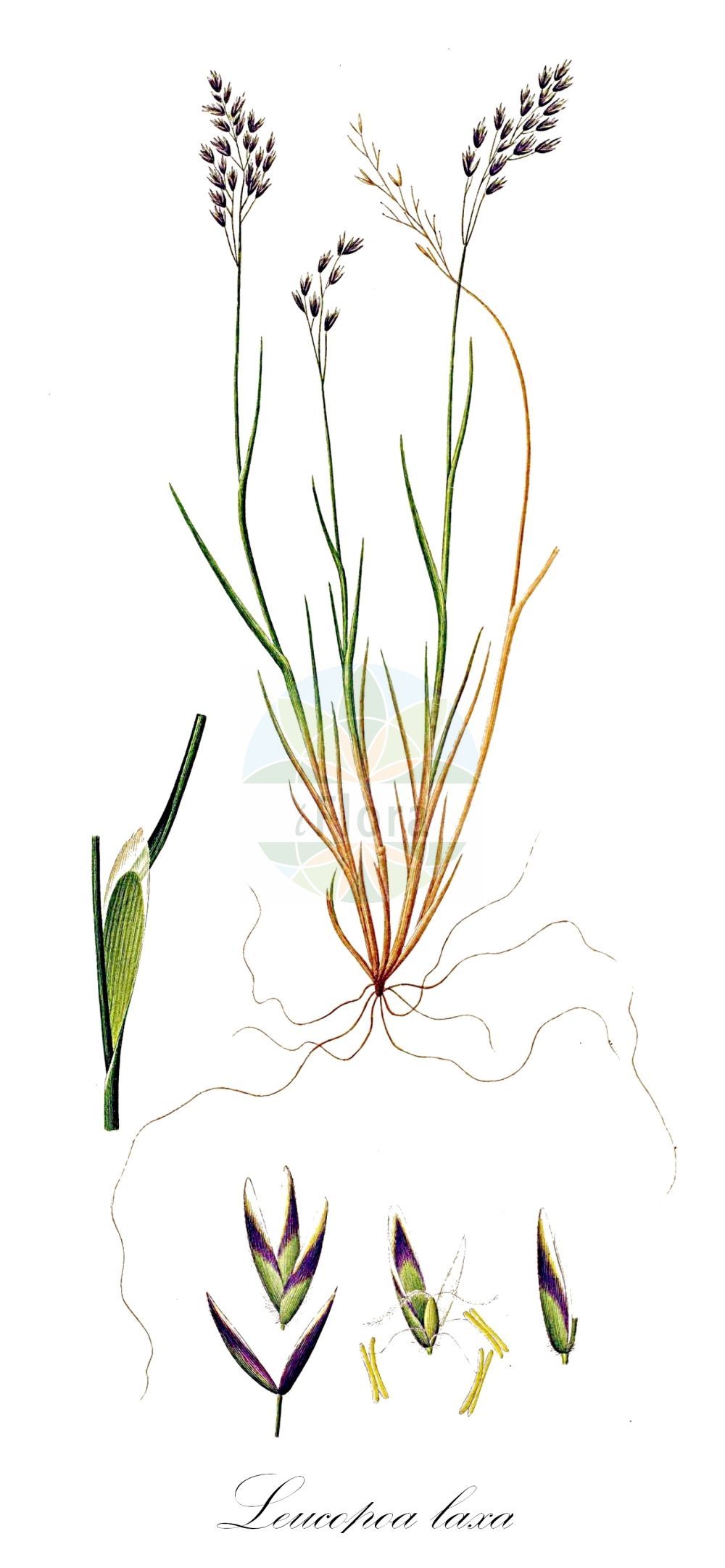 Historische Abbildung von Leucopoa laxa. Das Bild zeigt Blatt, Bluete, Frucht und Same. ---- Historical Drawing of Leucopoa laxa. The image is showing leaf, flower, fruit and seed.(Leucopoa laxa,Festuca canescens,Festuca laxa,Leucopoa laxa,Leucopoa,Poaceae,Süßgräser,Grass family,Blatt,Bluete,Frucht,Same,leaf,flower,fruit,seed,Oeder (1761-1883))