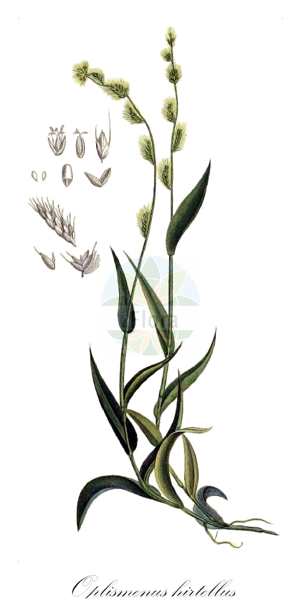 Historische Abbildung von Oplismenus hirtellus. Das Bild zeigt Blatt, Bluete, Frucht und Same. ---- Historical Drawing of Oplismenus hirtellus. The image is showing leaf, flower, fruit and seed.(Oplismenus hirtellus,Oplismenus hirtellus,Panicum hirtellum,Oplismenus,Poaceae,Süßgräser,Grass family,Blatt,Bluete,Frucht,Same,leaf,flower,fruit,seed,Palisot de Beauvois (1804-1807))