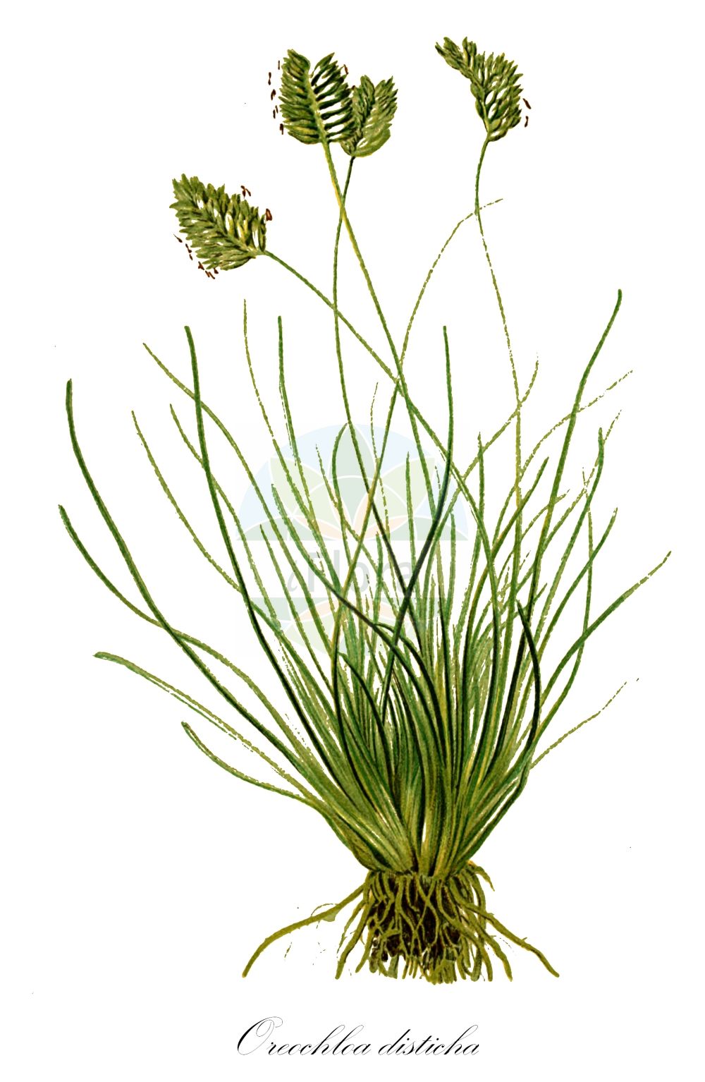 Historische Abbildung von Oreochloa disticha (Zweizeiliges Blaugras - Alpine Oreochloa). Das Bild zeigt Blatt, Bluete, Frucht und Same. ---- Historical Drawing of Oreochloa disticha (Zweizeiliges Blaugras - Alpine Oreochloa). The image is showing leaf, flower, fruit and seed.(Oreochloa disticha,Zweizeiliges Blaugras,Alpine Oreochloa,Oreochloa disticha,Poa disticha,Sesleria disticha,Zweizeiliges Blaugras,Steingras,Zweizeiliges Kopfgras,Alpine Oreochloa,Oreochloa,Kopfgras,Oreochloa,Poaceae,Süßgräser,Grass family,Blatt,Bluete,Frucht,Same,leaf,flower,fruit,seed,Hartinger & von Dalla Torre (1806f))