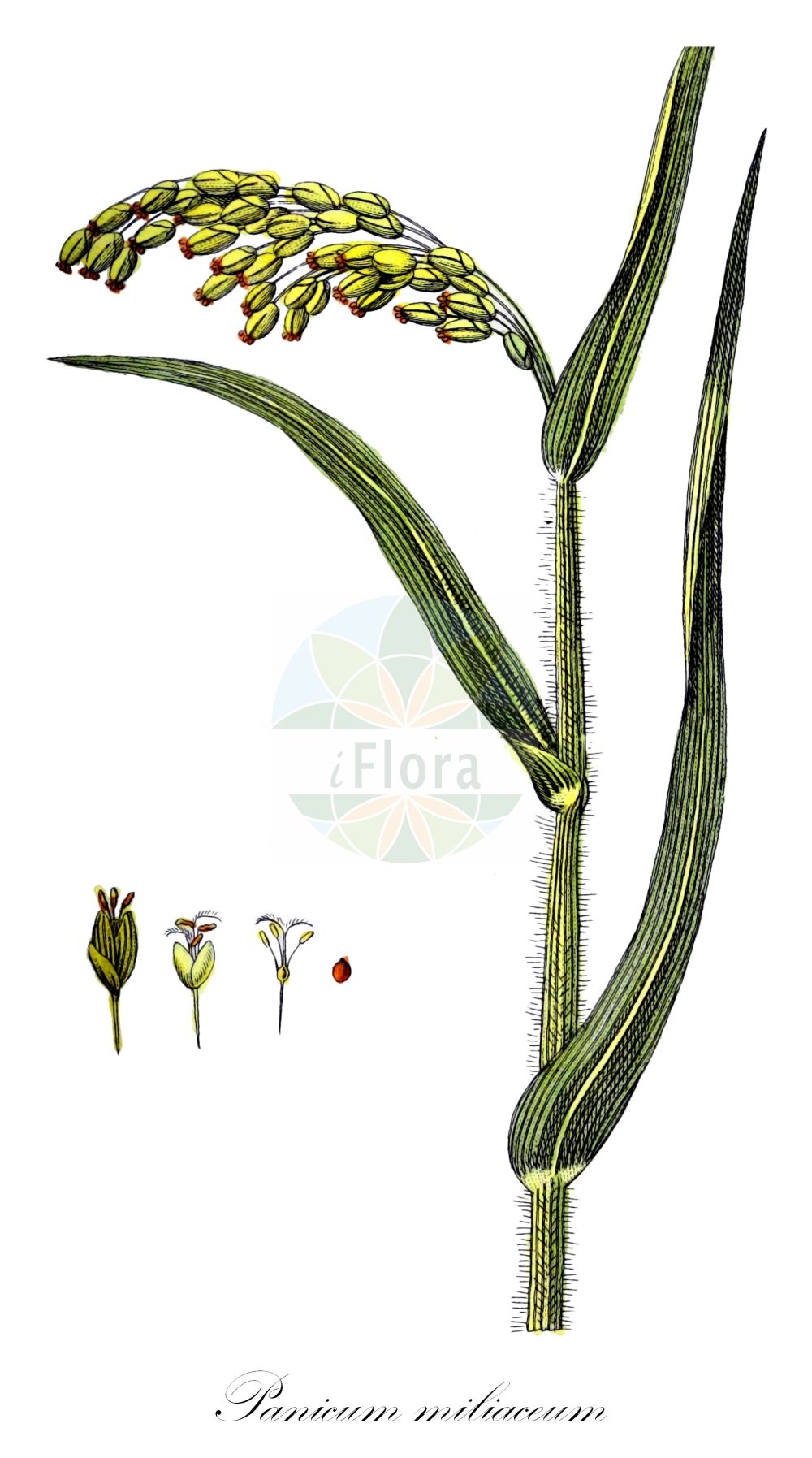 Historische Abbildung von Panicum miliaceum (Rispen-Hirse - Common Millet). Das Bild zeigt Blatt, Bluete, Frucht und Same. ---- Historical Drawing of Panicum miliaceum (Rispen-Hirse - Common Millet). The image is showing leaf, flower, fruit and seed.(Panicum miliaceum,Rispen-Hirse,Common Millet,Panicum miliaceum,Rispen-Hirse,Gewoehnliche Rispenhirse,Common Millet,Broomcorn Millet,French Millet,Millet Panicgrass,Panic Millet,Proso Millet,True Millet,Wild Proso Millet,Panicum,Hirse,Panicgrass,Poaceae,Süßgräser,Grass family,Blatt,Bluete,Frucht,Same,leaf,flower,fruit,seed,Zorn (1781f))