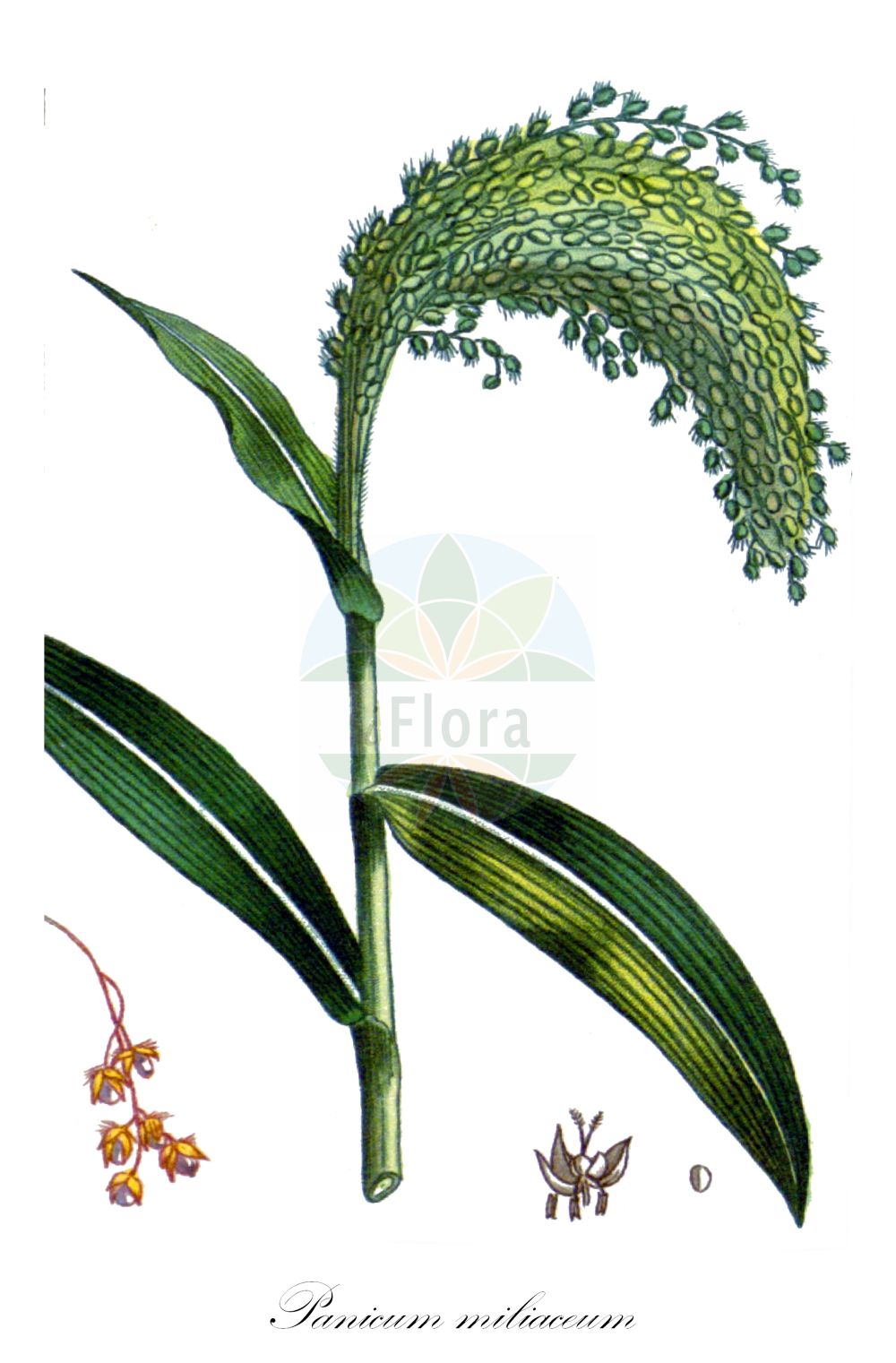Historische Abbildung von Panicum miliaceum (Rispen-Hirse - Common Millet). Das Bild zeigt Blatt, Bluete, Frucht und Same. ---- Historical Drawing of Panicum miliaceum (Rispen-Hirse - Common Millet). The image is showing leaf, flower, fruit and seed.(Panicum miliaceum,Rispen-Hirse,Common Millet,Panicum miliaceum,Rispen-Hirse,Gewoehnliche Rispenhirse,Common Millet,Broomcorn Millet,French Millet,Millet Panicgrass,Panic Millet,Proso Millet,True Millet,Wild Proso Millet,Panicum,Hirse,Panicgrass,Poaceae,Süßgräser,Grass family,Blatt,Bluete,Frucht,Same,leaf,flower,fruit,seed,Descourtilz (1821-1829))