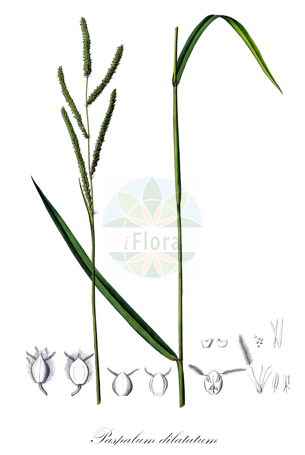 Historische Abbildung von Paspalum dilatatum. Das Bild zeigt Blatt, Bluete, Frucht und Same. ---- Historical Drawing of Paspalum dilatatum. The image is showing leaf, flower, fruit and seed.(Paspalum dilatatum,Digitaria dilatata,Paspalum dilatatum,Paspalum,Poaceae,Süßgräser,Grass family,Blatt,Bluete,Frucht,Same,leaf,flower,fruit,seed,Kunth (1829-1834))