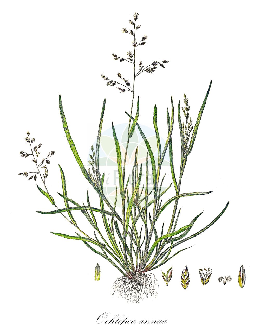 Historische Abbildung von Ochlopoa annua (Einjähriges Rispengras - Annual Meadow-grass). Das Bild zeigt Blatt, Bluete, Frucht und Same. ---- Historical Drawing of Ochlopoa annua (Einjähriges Rispengras - Annual Meadow-grass). The image is showing leaf, flower, fruit and seed.(Ochlopoa annua,Einjähriges Rispengras,Annual Meadow-grass,Ochlopoa annua,Poa annua,Einjaehriges Rispengras,Annual Meadow-grass,Annual Bluegrass,Goosegrass,Pathgrass,Wintergrass,Ochlopoa,Poaceae,Süßgräser,Grass family,Blatt,Bluete,Frucht,Same,leaf,flower,fruit,seed,Curtis (1777-1798))