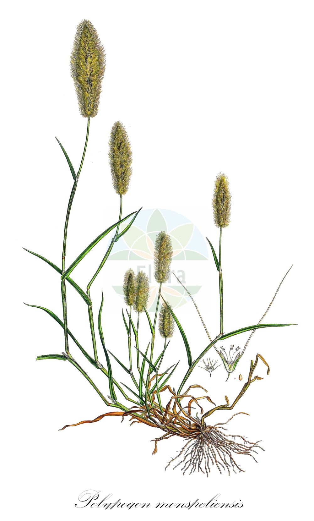 Historische Abbildung von Polypogon monspeliensis (Annual Beard-grass). Das Bild zeigt Blatt, Bluete, Frucht und Same. ---- Historical Drawing of Polypogon monspeliensis (Annual Beard-grass). The image is showing leaf, flower, fruit and seed.(Polypogon monspeliensis,Annual Beard-grass,Alopecurus monspeliensis,Polypogon monspeliensis,Polypogon,Poaceae,Süßgräser,Grass family,Blatt,Bluete,Frucht,Same,leaf,flower,fruit,seed,Sibthorp & Smith (1806-1840))