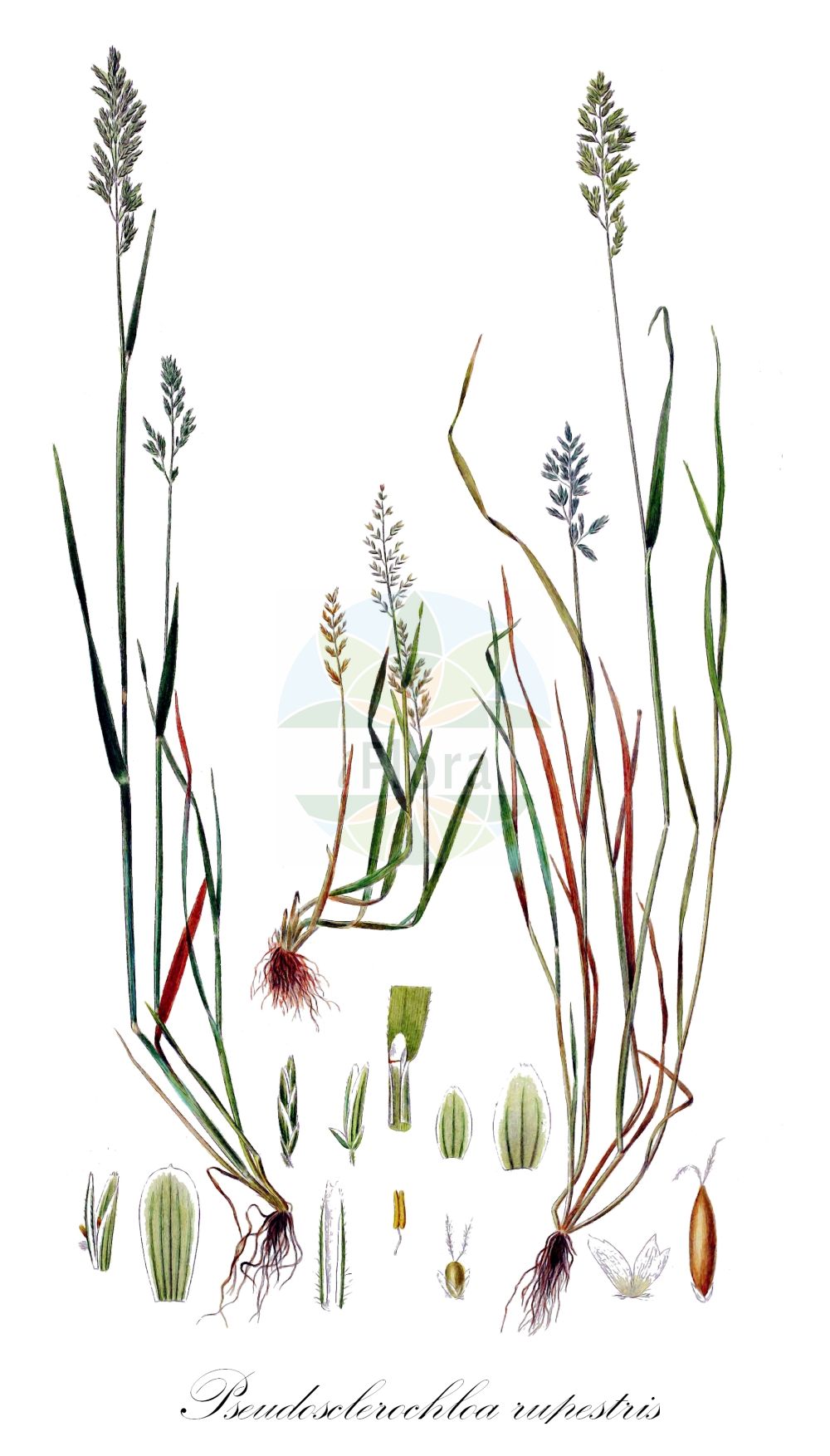 Historische Abbildung von Pseudosclerochloa rupestris (Stiff Saltmarsh-grass). Das Bild zeigt Blatt, Bluete, Frucht und Same. ---- Historical Drawing of Pseudosclerochloa rupestris (Stiff Saltmarsh-grass). The image is showing leaf, flower, fruit and seed.(Pseudosclerochloa rupestris,Stiff Saltmarsh-grass,Glyceria procumbens,Poa procumbens,Poa rupestris,Pseudosclerochloa rupestris,Puccinellia rupestris,Sclerochloa rupestris,Scleropoa procumbens,Pseudosclerochloa,Poaceae,Süßgräser,Grass family,Blatt,Bluete,Frucht,Same,leaf,flower,fruit,seed,Oeder (1761-1883))