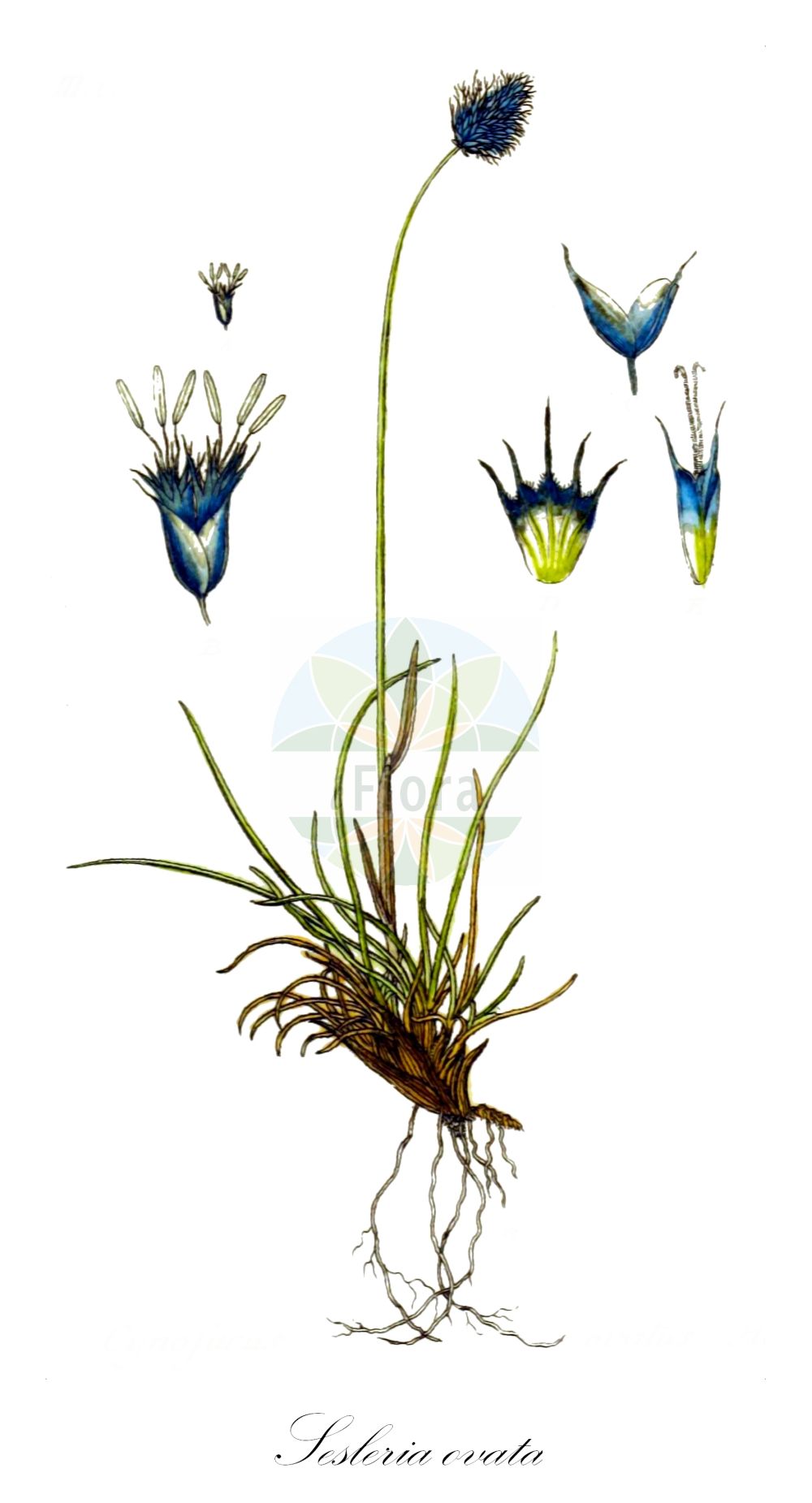 Historische Abbildung von Sesleria ovata (Eiköpfiges Blaugras - Smallflowered Moorgrass). Das Bild zeigt Blatt, Bluete, Frucht und Same. ---- Historical Drawing of Sesleria ovata (Eiköpfiges Blaugras - Smallflowered Moorgrass). The image is showing leaf, flower, fruit and seed.(Sesleria ovata,Eiköpfiges Blaugras,Smallflowered Moorgrass,Cynosurus ovatus,Psilathera ovata,Sesleria microcephala,Sesleria tenella,Sesleria ovata,Eikoepfiges Blaugras,Eikopf-Blaugras,Kleinkoepfiges Blaugras,Smallflowered Moorgrass,Sesleria,Blaugras,Poaceae,Süßgräser,Grass family,Blatt,Bluete,Frucht,Same,leaf,flower,fruit,seed,Sturm (1796f))