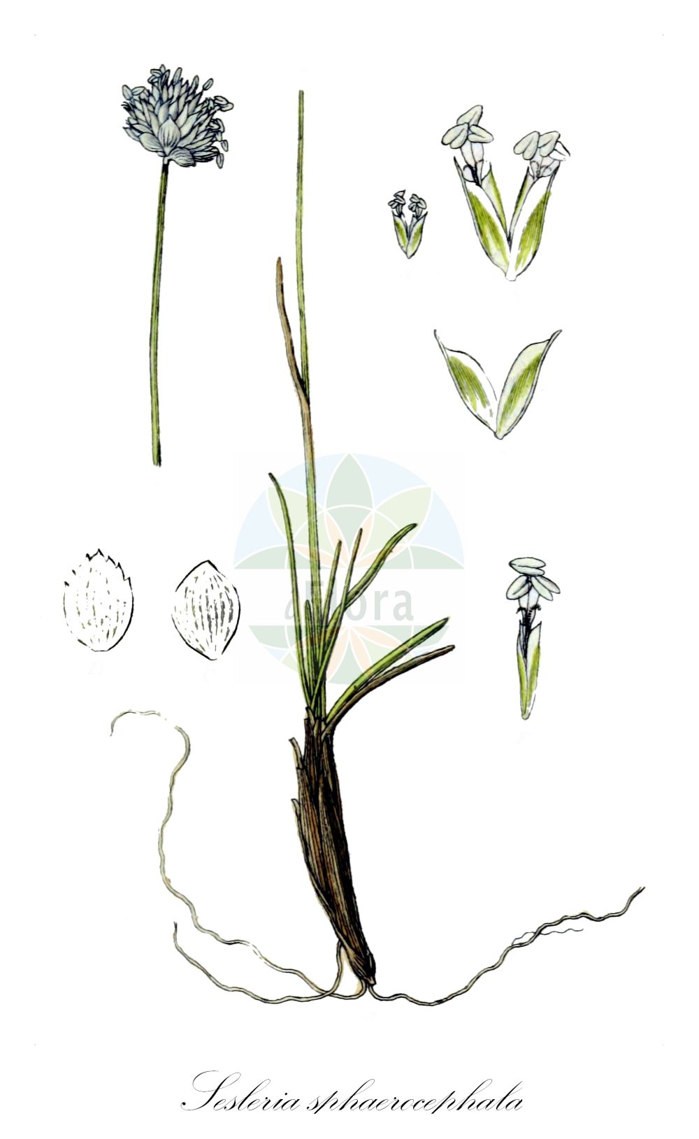 Historische Abbildung von Sesleria sphaerocephala. Das Bild zeigt Blatt, Bluete, Frucht und Same. ---- Historical Drawing of Sesleria sphaerocephala. The image is showing leaf, flower, fruit and seed.(Sesleria sphaerocephala,Sesleria sphaerocephala,Sesleriella sphaerocephala,Sesleria,Blaugras,Poaceae,Süßgräser,Grass family,Blatt,Bluete,Frucht,Same,leaf,flower,fruit,seed,Sturm (1796f))