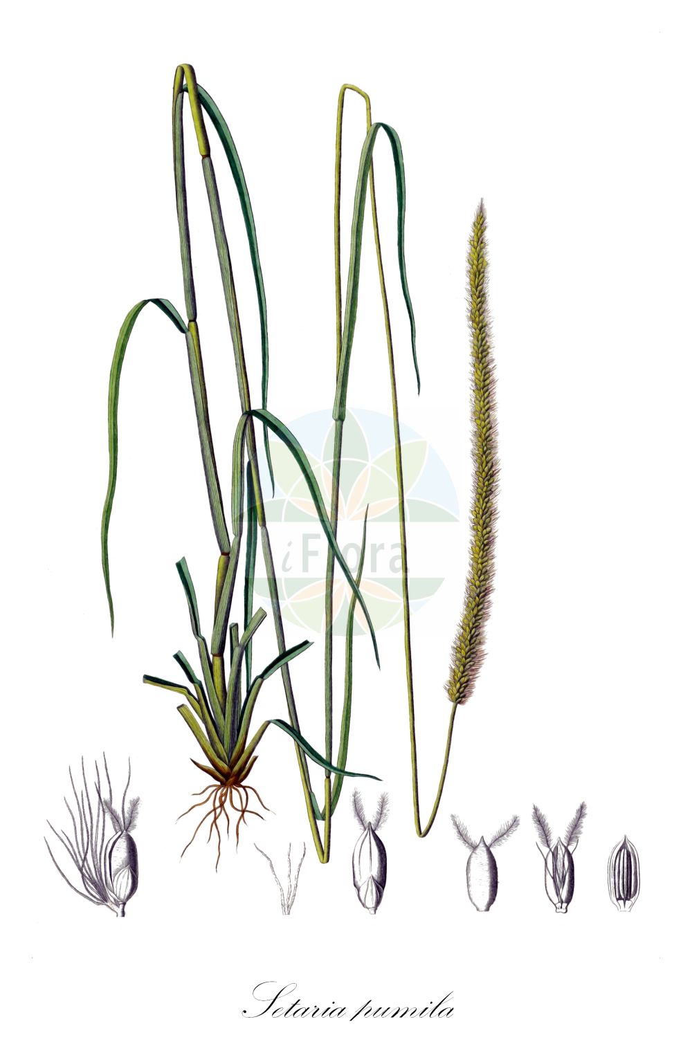 Historische Abbildung von Setaria pumila (Rote Borstenhirse - Yellow Bristle-grass). Das Bild zeigt Blatt, Bluete, Frucht und Same. ---- Historical Drawing of Setaria pumila (Rote Borstenhirse - Yellow Bristle-grass). The image is showing leaf, flower, fruit and seed.(Setaria pumila,Rote Borstenhirse,Yellow Bristle-grass,Panicum pumilum,Setaria lutescens,Setaria pumila,Rote Borstenhirse,Fuchsrote Borstenhirse,Gelbe Borstenhirse,Gelber Fennich,Roetliche Borstenhirse,Yellow Bristle-grass,Yellow Foxtail,Setaria,Borstenhirse,Bristlegrass,Poaceae,Süßgräser,Grass family,Blatt,Bluete,Frucht,Same,leaf,flower,fruit,seed,Kunth (1829-1834))