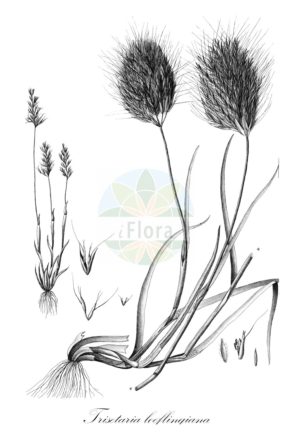 Historische Abbildung von Trisetaria loeflingiana. Das Bild zeigt Blatt, Bluete, Frucht und Same. ---- Historical Drawing of Trisetaria loeflingiana. The image is showing leaf, flower, fruit and seed.(Trisetaria loeflingiana,Avena loeflingiana,Haeupleria cavanillesii,Haeupleria loeflingiana,Trisetaria cavanillesii,Trisetaria loeflingiana,Trisetum cavanillesii,Trisetum gaudianum,Trisetum loeflingianum,Trisetaria,Poaceae,Süßgräser,Grass family,Blatt,Bluete,Frucht,Same,leaf,flower,fruit,seed)