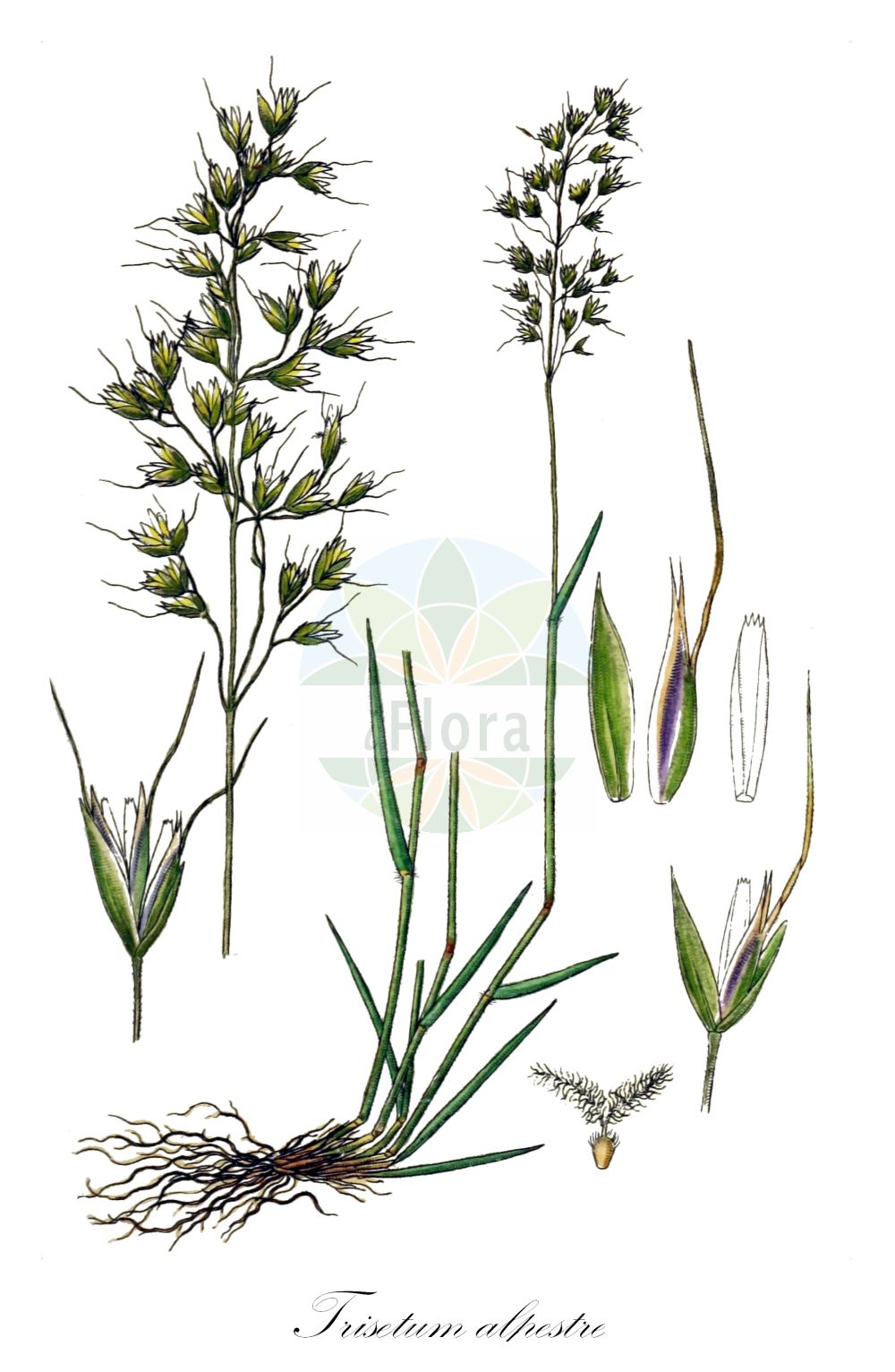 Historische Abbildung von Trisetum alpestre. Das Bild zeigt Blatt, Bluete, Frucht und Same. ---- Historical Drawing of Trisetum alpestre. The image is showing leaf, flower, fruit and seed.(Trisetum alpestre,Avena alpestris,Trisetum alpestre,Trisetum flavescens var. alpestre,Trisetum,Goldhafer,Oatgrass,Poaceae,Süßgräser,Grass family,Blatt,Bluete,Frucht,Same,leaf,flower,fruit,seed,Sturm (1796f))