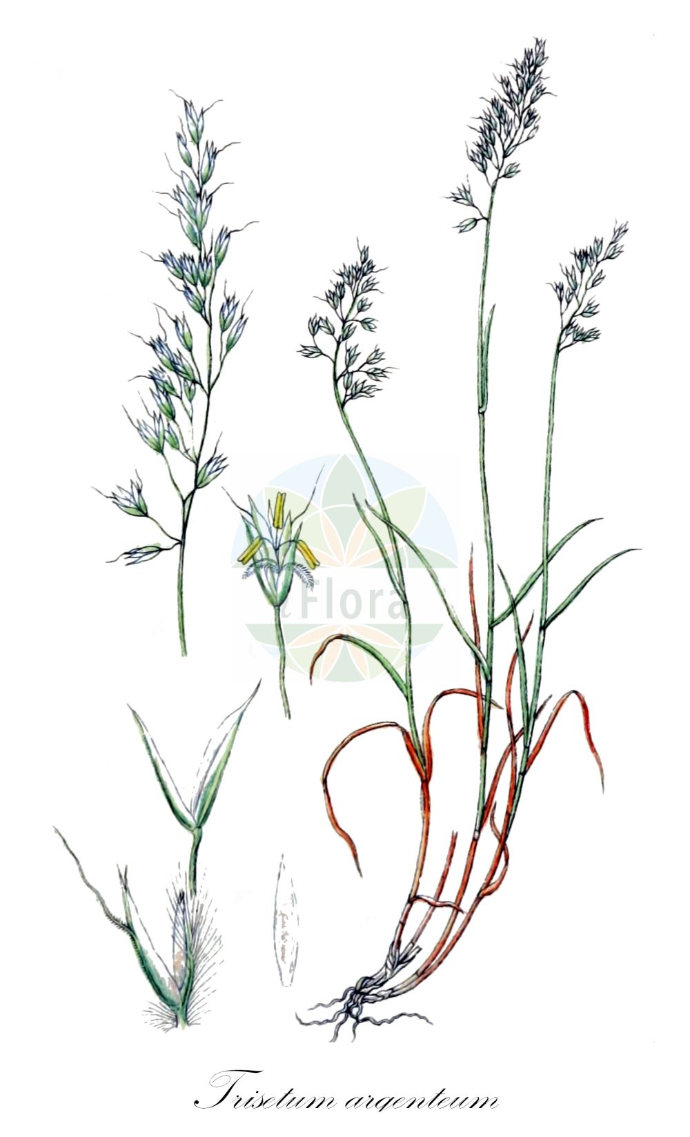 Historische Abbildung von Trisetum argenteum. Das Bild zeigt Blatt, Bluete, Frucht und Same. ---- Historical Drawing of Trisetum argenteum. The image is showing leaf, flower, fruit and seed.(Trisetum argenteum,Avena argentea,Trisetum argenteum,Trisetum distichophyllum var. argenteum,Trisetum,Goldhafer,Oatgrass,Poaceae,Süßgräser,Grass family,Blatt,Bluete,Frucht,Same,leaf,flower,fruit,seed,Sturm (1796f))