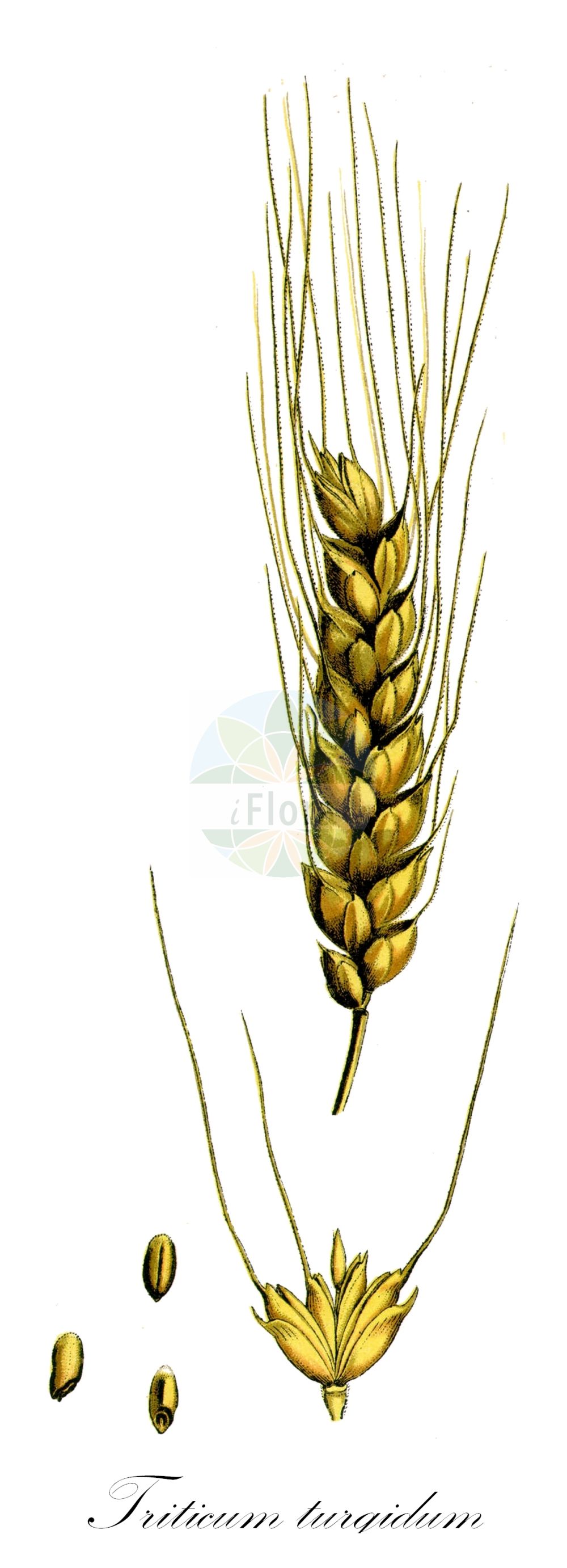 Historische Abbildung von Triticum turgidum. Das Bild zeigt Blatt, Bluete, Frucht und Same. ---- Historical Drawing of Triticum turgidum. The image is showing leaf, flower, fruit and seed.(Triticum turgidum,Triticum compositum,Triticum turgidum,Triticum,Weizen,Wheat,Poaceae,Süßgräser,Grass family,Blatt,Bluete,Frucht,Same,leaf,flower,fruit,seed,Thomé (1885))