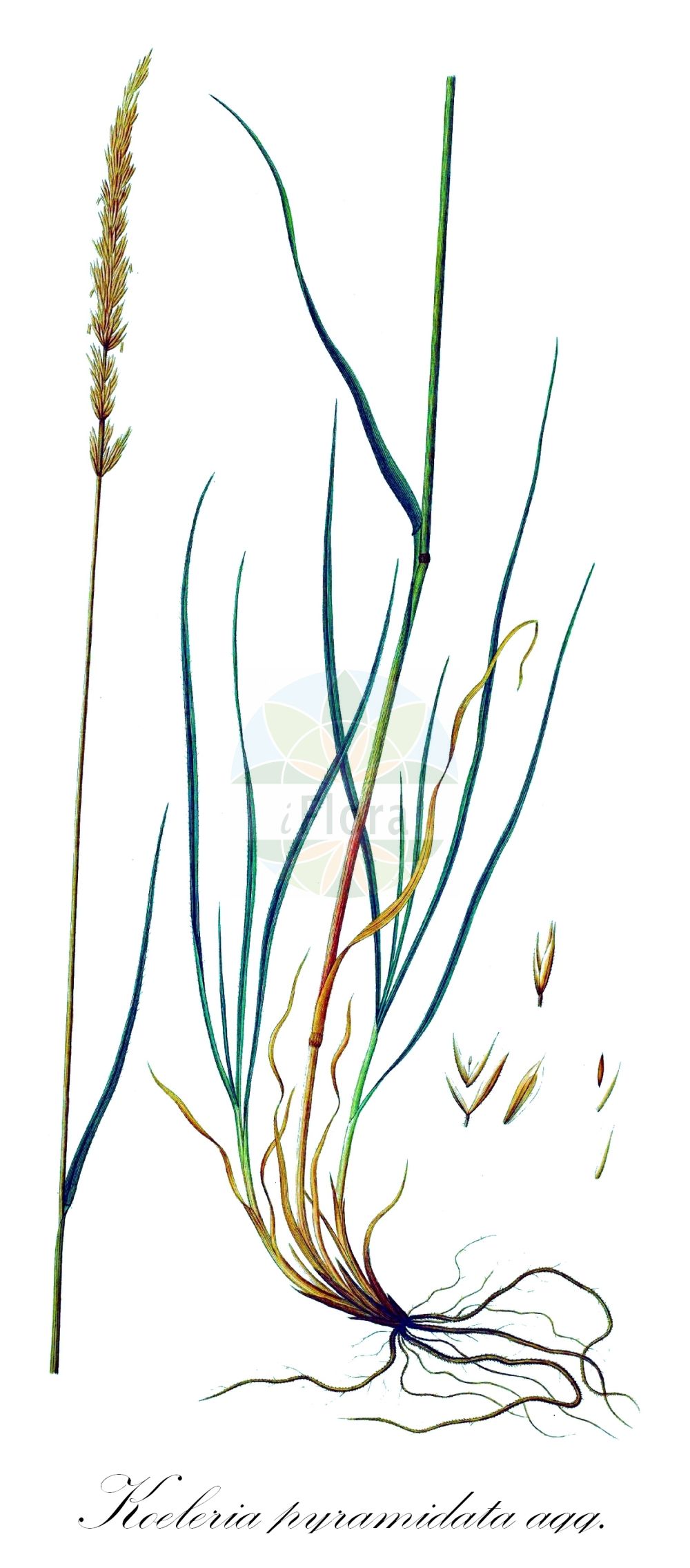 Historische Abbildung von Koeleria pyramidata (Großes Schillergras - Crested Hair-grass). Das Bild zeigt Blatt, Bluete, Frucht und Same. ---- Historical Drawing of Koeleria pyramidata (Großes Schillergras - Crested Hair-grass). The image is showing leaf, flower, fruit and seed.(Koeleria pyramidata,Großes Schillergras,Crested Hair-grass,Koeleria genevensis,Koeleria kerneri,Koeleria lamarckii,Koeleria mollis,Koeleria pyramidata,Koeleria tristis,Poa pyramidata,Grosses Schillergras,Wiesen-Kammschmiele,Crested Hair-grass,Koeleria,Schillergras,Junegrass,Poaceae,Süßgräser,Grass family,Blatt,Bluete,Frucht,Same,leaf,flower,fruit,seed,Oeder (1761-1883))