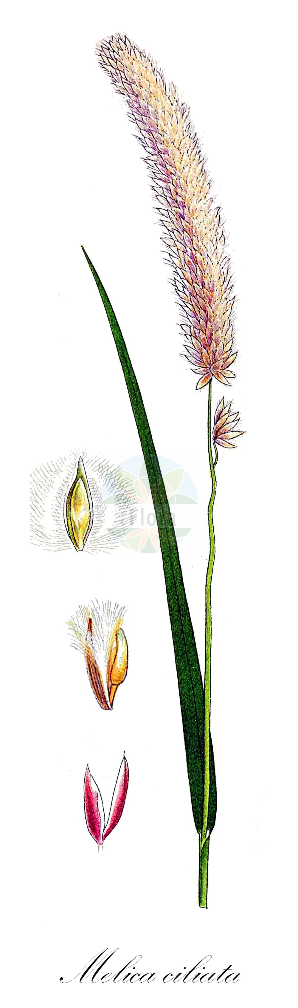 Historische Abbildung von Melica ciliata (Wimper-Perlgras - Ciliated Medick). Das Bild zeigt Blatt, Bluete, Frucht und Same. ---- Historical Drawing of Melica ciliata (Wimper-Perlgras - Ciliated Medick). The image is showing leaf, flower, fruit and seed.(Melica ciliata,Wimper-Perlgras,Ciliated Medick,Melica ciliata,Melica nebrodensis,Melica simulans,Wimper-Perlgras,Suedliches Wimperngras,Ciliated Medick,Hairy Melic,Silky Spike Melic,Melica,Perlgras,Melicgrass,Poaceae,Süßgräser,Grass family,Blatt,Bluete,Frucht,Same,leaf,flower,fruit,seed,Lindman (1901-1905))