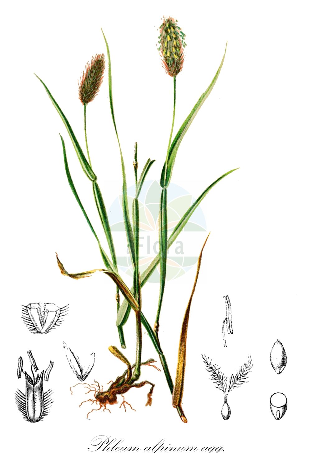 Historische Abbildung von Phleum alpinum agg. (Alpen-Lieschgras - Alpine Catstail). Das Bild zeigt Blatt, Bluete, Frucht und Same. ---- Historical Drawing of Phleum alpinum agg. (Alpen-Lieschgras - Alpine Catstail). The image is showing leaf, flower, fruit and seed.(Phleum alpinum agg.,Alpen-Lieschgras,Alpine Catstail,Alpen-Lieschgras,Alpen-Lieschgras,Alpine Catstail,Alpine Timothy,Phleum,Lieschgras,Timothy,Poaceae,Süßgräser,Grass family,Blatt,Bluete,Frucht,Same,leaf,flower,fruit,seed,Hartinger & von Dalla Torre (1806f))