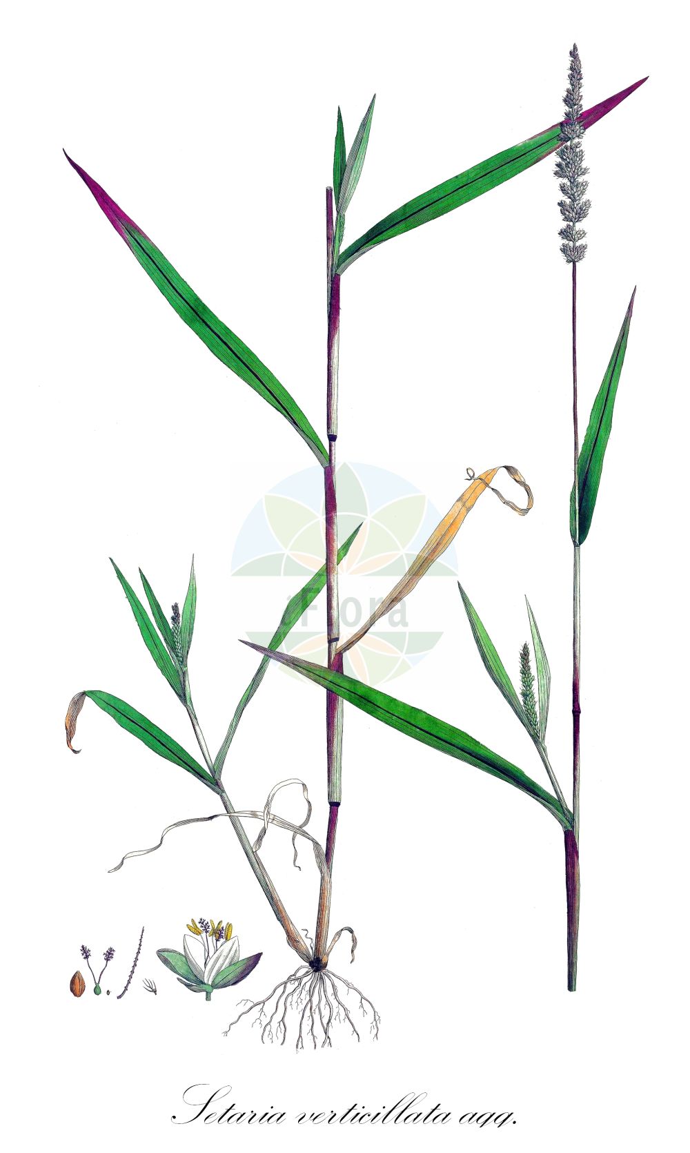 Historische Abbildung von Setaria verticillata agg. (Quirlige Borstenhirse - Rough Bristle-grass). Das Bild zeigt Blatt, Bluete, Frucht und Same. ---- Historical Drawing of Setaria verticillata agg. (Quirlige Borstenhirse - Rough Bristle-grass). The image is showing leaf, flower, fruit and seed.(Setaria verticillata agg.,Quirlige Borstenhirse,Rough Bristle-grass,Quirlige Borstenhirse,Gewoehnliche Quirlige Borstenhirse,Klebgras,Kletten-Borstenhirse,Quirlige Bostenhirse,Wirtelfennich,Rough Bristle-grass,Bristly Foxtail,Bur Bristlegrass,Hooked Bristlegrass,Rough Panicgrass,Whorled Pigeongrass,Setaria,Borstenhirse,Bristlegrass,Poaceae,Süßgräser,Grass family,Blatt,Bluete,Frucht,Same,leaf,flower,fruit,seed,Curtis (1777-1798))