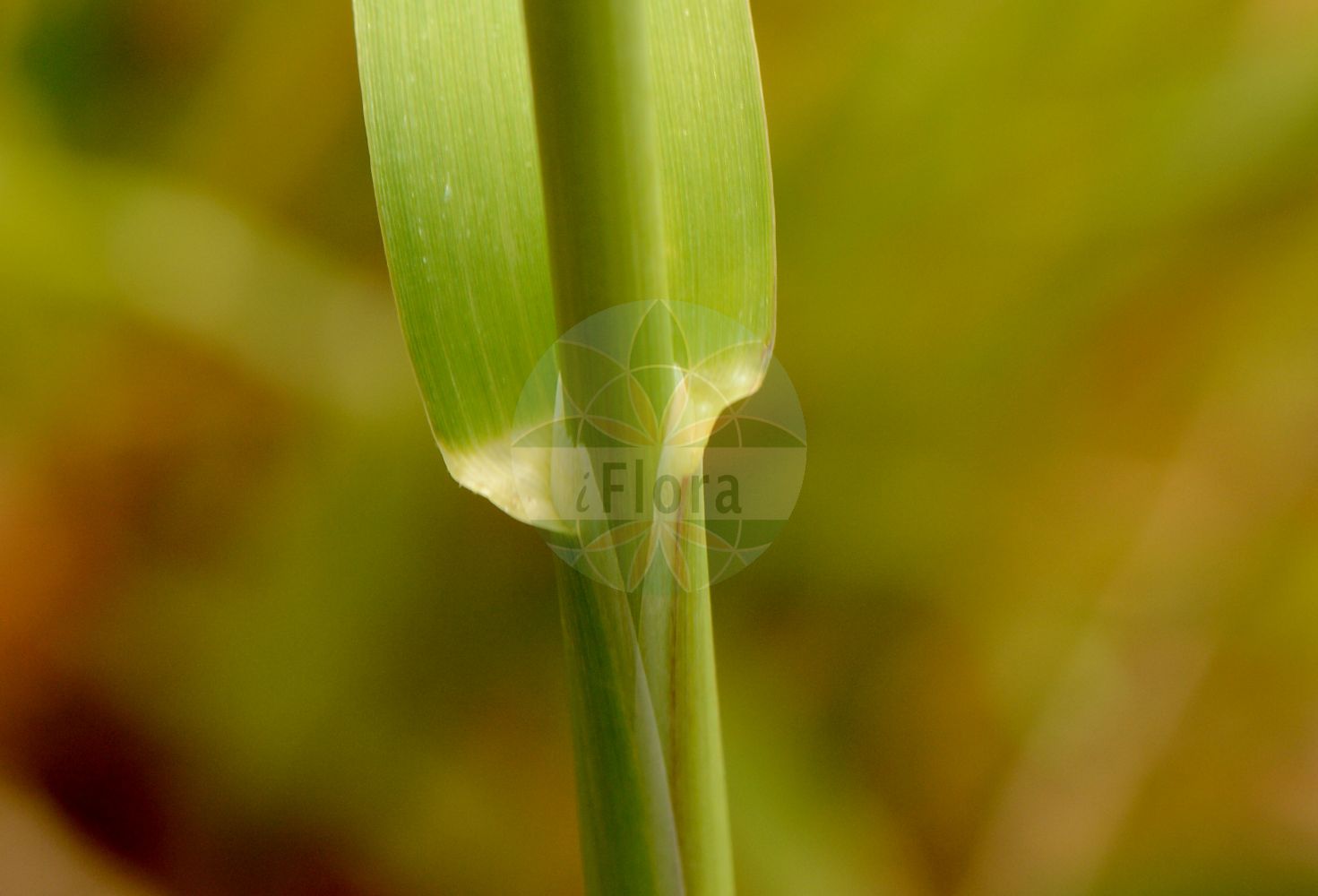 Foto von Avena barbata subsp. barbata. Das Bild zeigt Bluete. Das Foto wurde in Jardin des Plantes, Paris, Frankreich aufgenommen. ---- Photo of Avena barbata subsp. barbata. The image is showing flower. The picture was taken in Jardin des Plantes, Paris, France.(Avena barbata subsp. barbata,Avena barbata subsp. barbata,Avena,Hafer,Oat,Poaceae,Süßgräser,Grass family,Bluete,flower)