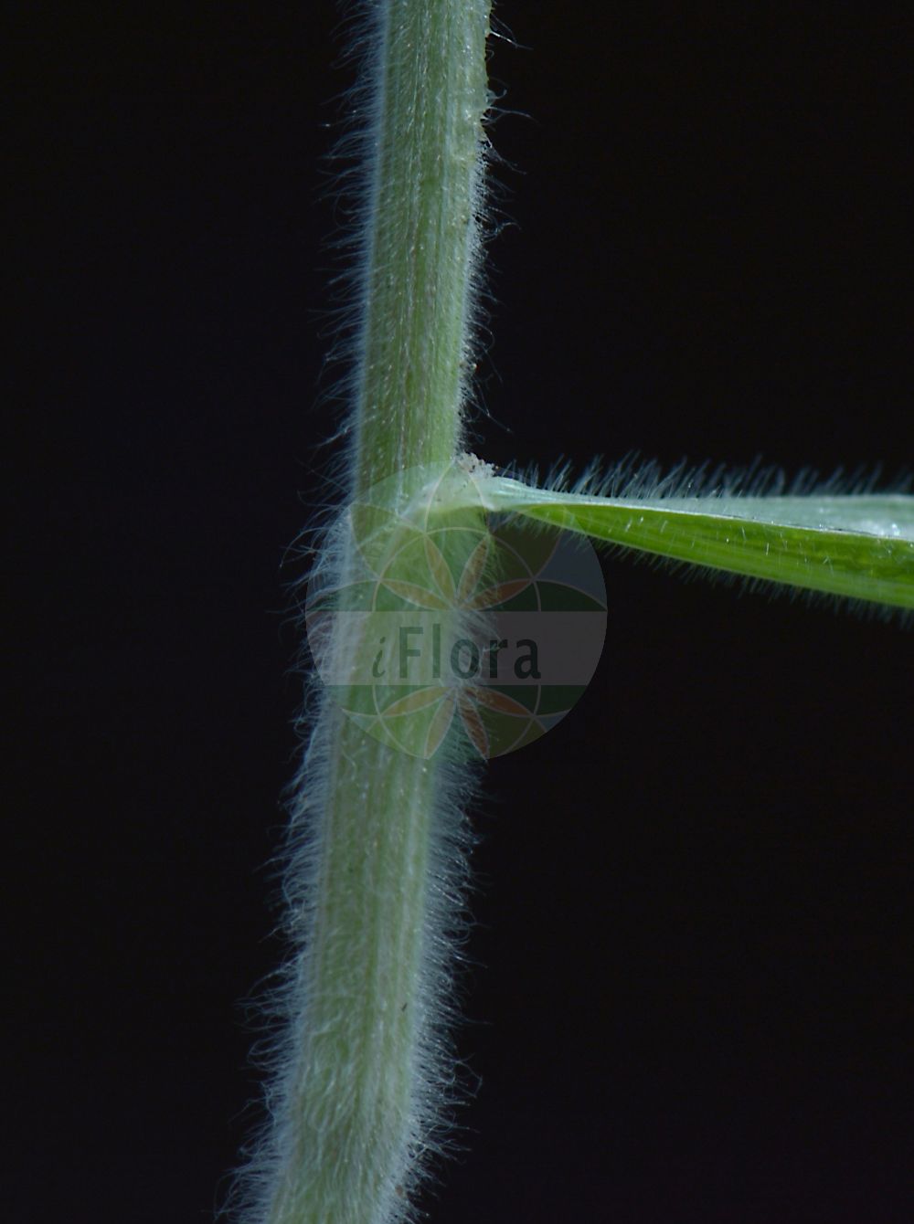 Foto von Bromus hordeaceus subsp. hordeaceus (Weiche Trespe - Soft Brome). Das Bild zeigt Blatt. Das Foto wurde in Langen, Hessen, Deutschland, Oberrheinisches Tiefland und Rhein-Main-Ebene aufgenommen. ---- Photo of Bromus hordeaceus subsp. hordeaceus (Weiche Trespe - Soft Brome). The image is showing leaf. The picture was taken in Langen, Hesse, Germany, Oberrheinisches Tiefland and Rhein-Main-Ebene.(Bromus hordeaceus subsp. hordeaceus,Weiche Trespe,Soft Brome,Bromus hordeaceus subsp. hordeaceus,Weiche Trespe,Soft Brome,Bromus,Trespe,Brome,Poaceae,Süßgräser,Grass family,Blatt,leaf)