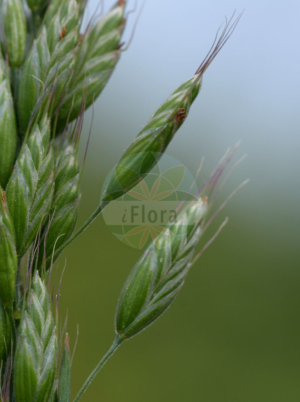 Foto von Bromus hordeaceus subsp. hordeaceus (Weiche Trespe - Soft Brome). Das Bild zeigt Bluete und Frucht. Das Foto wurde in Langen, Hessen, Deutschland, Oberrheinisches Tiefland und Rhein-Main-Ebene aufgenommen. ---- Photo of Bromus hordeaceus subsp. hordeaceus (Weiche Trespe - Soft Brome). The image is showing flower and fruit. The picture was taken in Langen, Hesse, Germany, Oberrheinisches Tiefland and Rhein-Main-Ebene.(Bromus hordeaceus subsp. hordeaceus,Weiche Trespe,Soft Brome,Bromus hordeaceus subsp. hordeaceus,Weiche Trespe,Soft Brome,Bromus,Trespe,Brome,Poaceae,Süßgräser,Grass family,Bluete,Frucht,flower,fruit)
