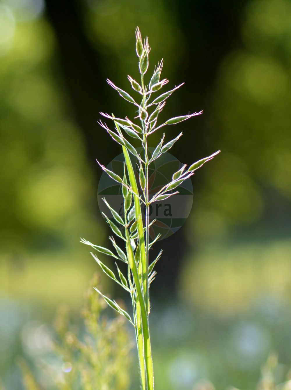 Foto von Bromus racemosus agg. (Traubige Trespe - Smooth Brome & Meadow Brome). Das Bild zeigt Bluete und Frucht. Das Foto wurde in Rockenberg, Gießen, Hessen, Deutschland, Wetterau und Gießener Becken aufgenommen. ---- Photo of Bromus racemosus agg. (Traubige Trespe - Smooth Brome & Meadow Brome). The image is showing flower and fruit. The picture was taken in Rockenberg, Giessen, Hesse, Germany, Wetterau and Giessener Becken.(Bromus racemosus agg.,Traubige Trespe,Smooth Brome & Meadow Brome,Traubige Trespe,Traubige Trespe,Smooth Brome & Meadow Brome,Bromus,Trespe,Brome,Poaceae,Süßgräser,Grass family,Bluete,Frucht,flower,fruit)